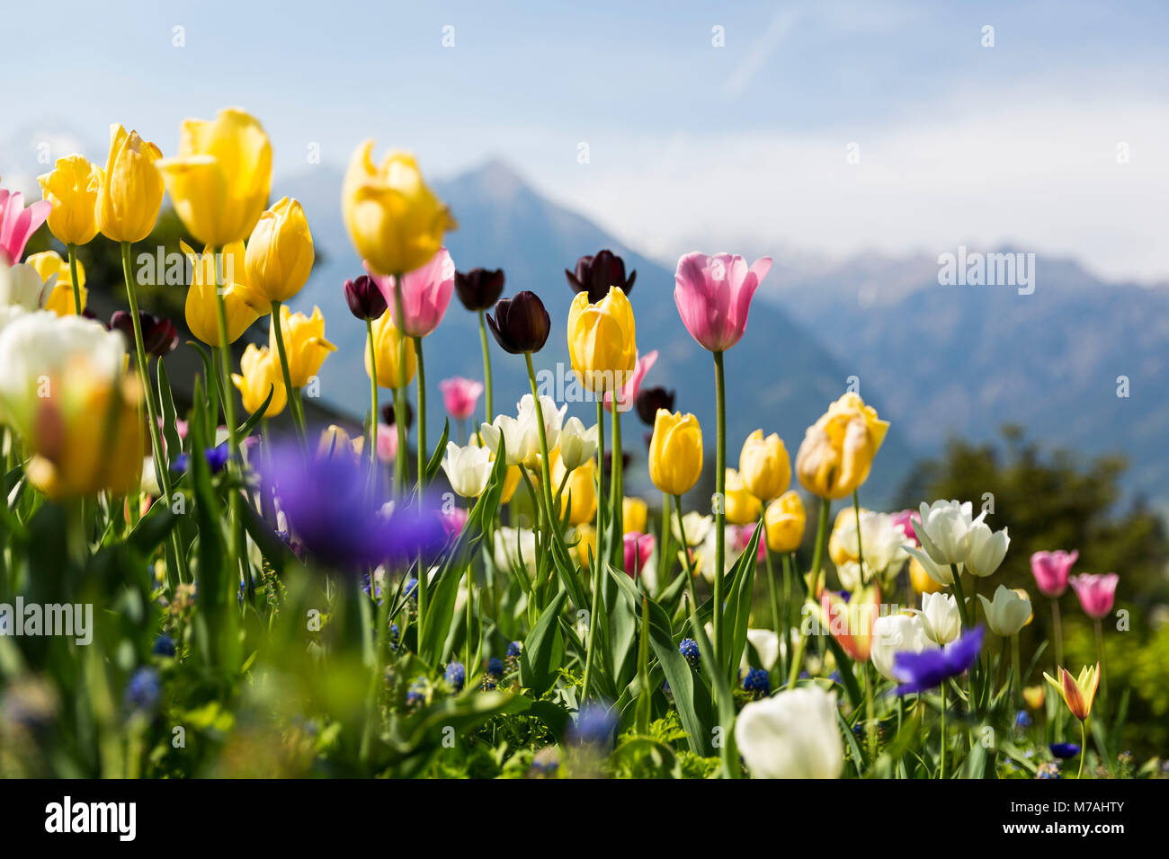 Blossoming tulips in alpine environment in the gardens of Trauttmansdorff Castle close Merano in South Tirol Stock Photo