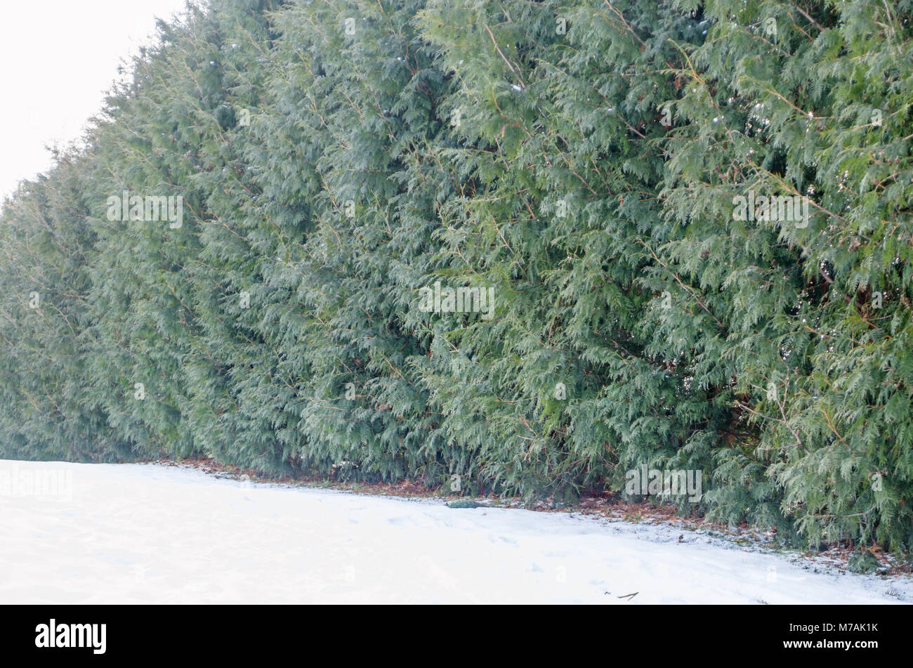 Evergreen thuja hedgerow screen in garden in Olmonty, eastern Poland. Late winter time. Stock Photo