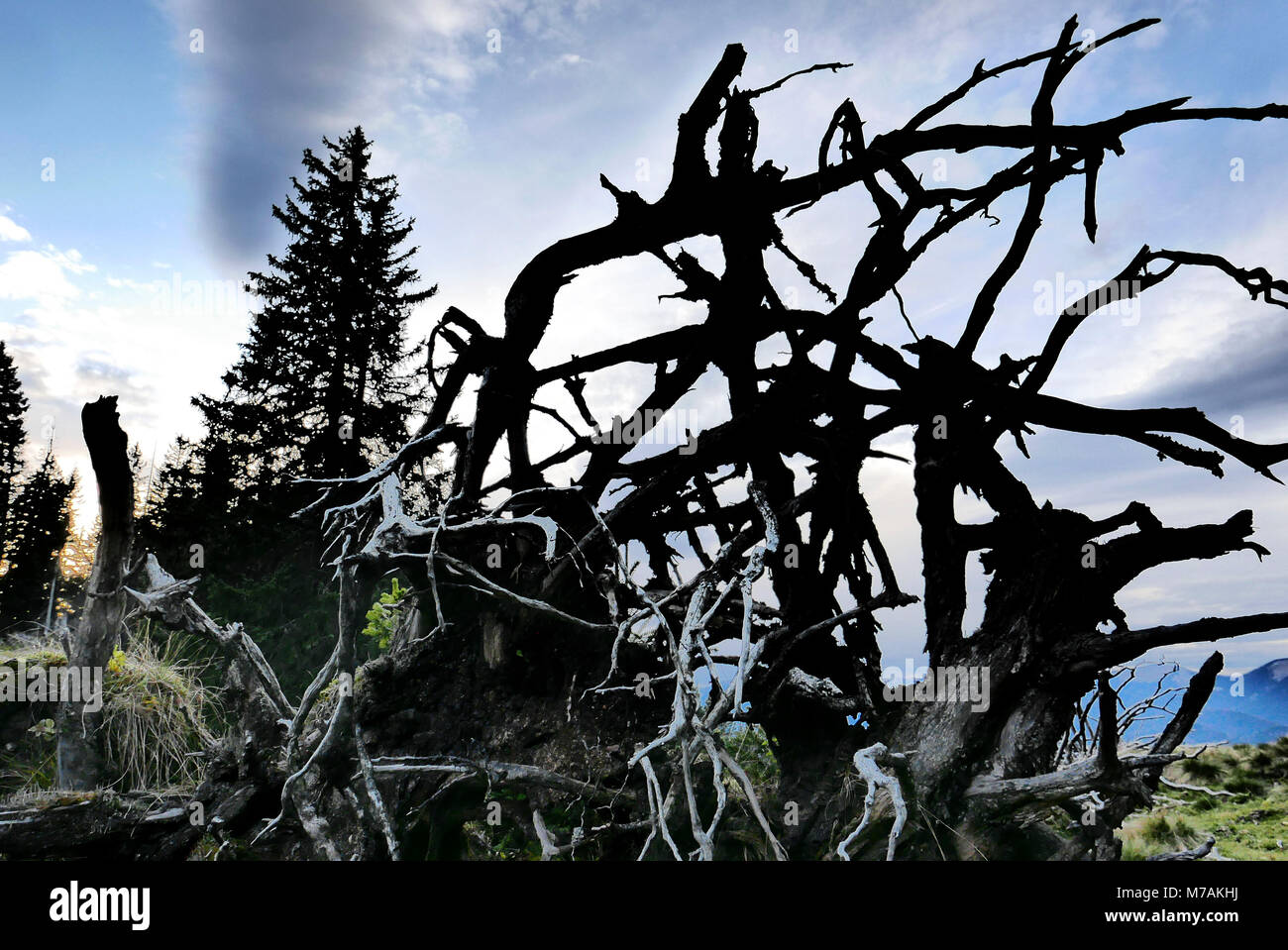 Silhouette of a rhizome, spruce, Upper Bavaria Stock Photo