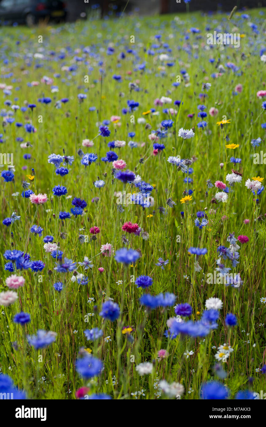 Part of a grassed barrier space between the main A702 road and a housing estate in Biggar, Scotland, left unmowed and seeded with wildflowers. Stock Photo