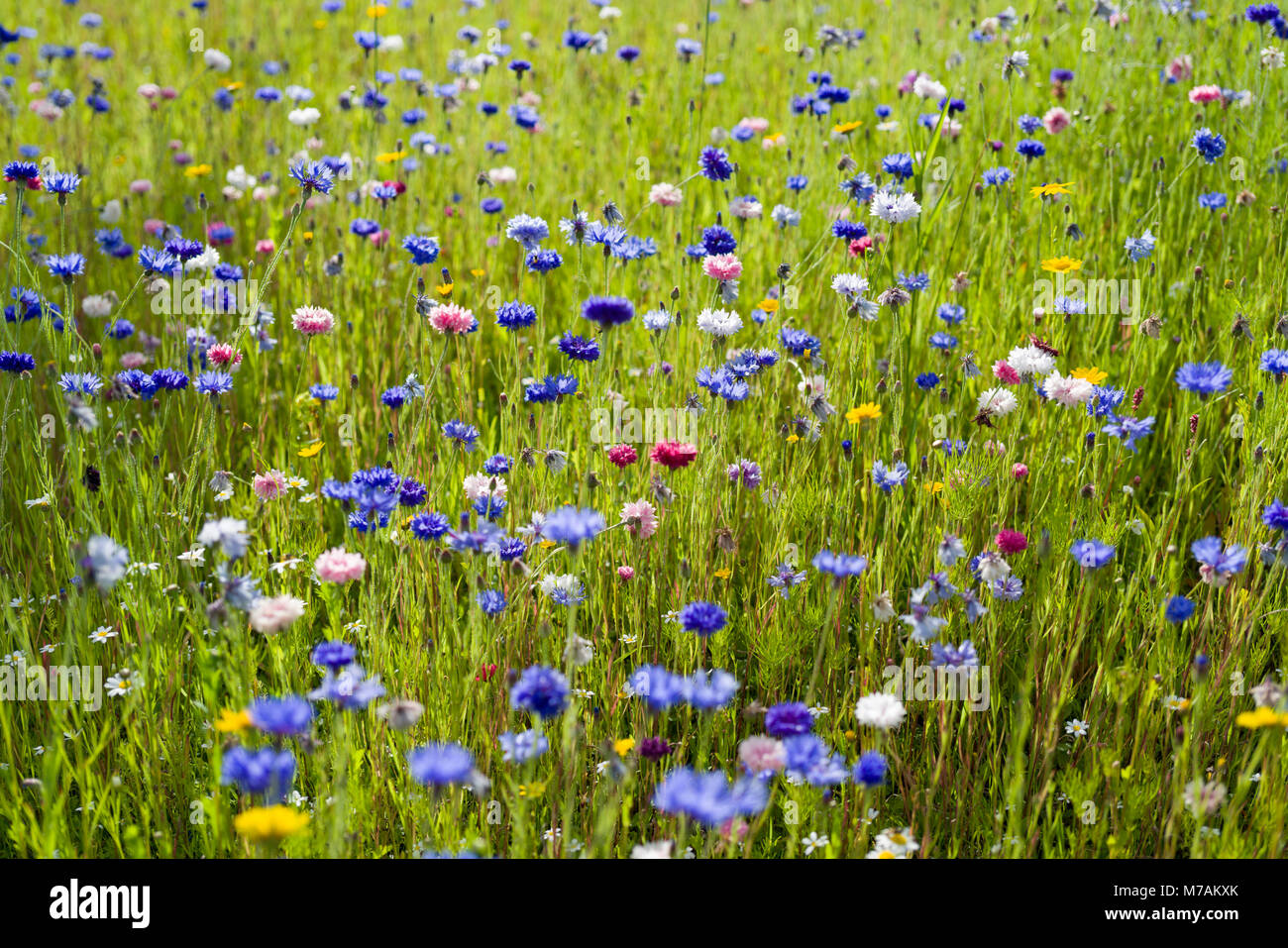 Part of a grassed barrier space between the main A702 road and a housing estate in Biggar, Scotland, left unmowed and seeded with wildflowers. Stock Photo