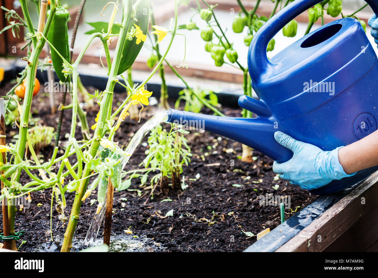 Watering plants hires stock photography and images Alamy