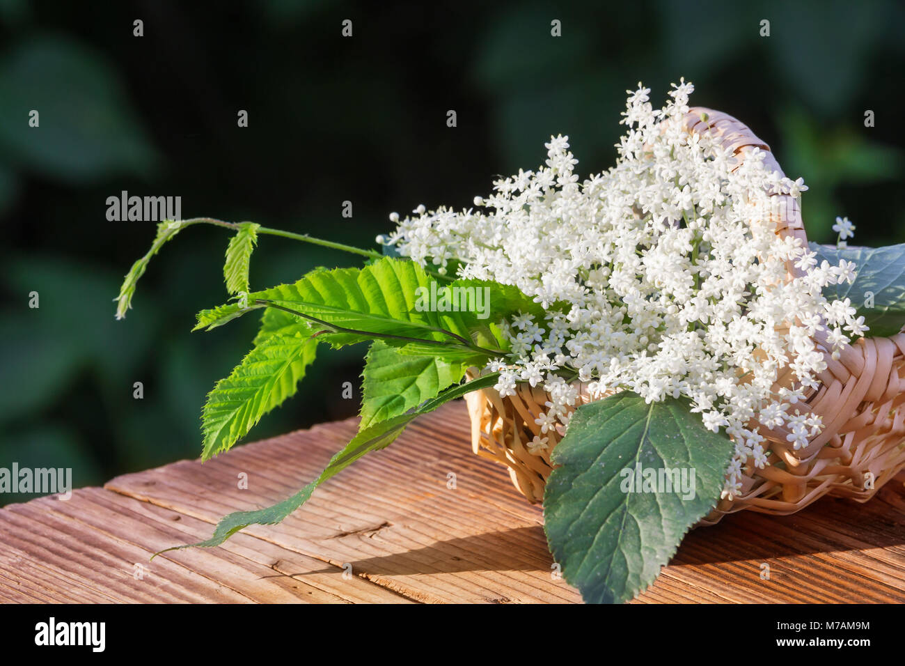 Elderflower hires stock photography and images Alamy