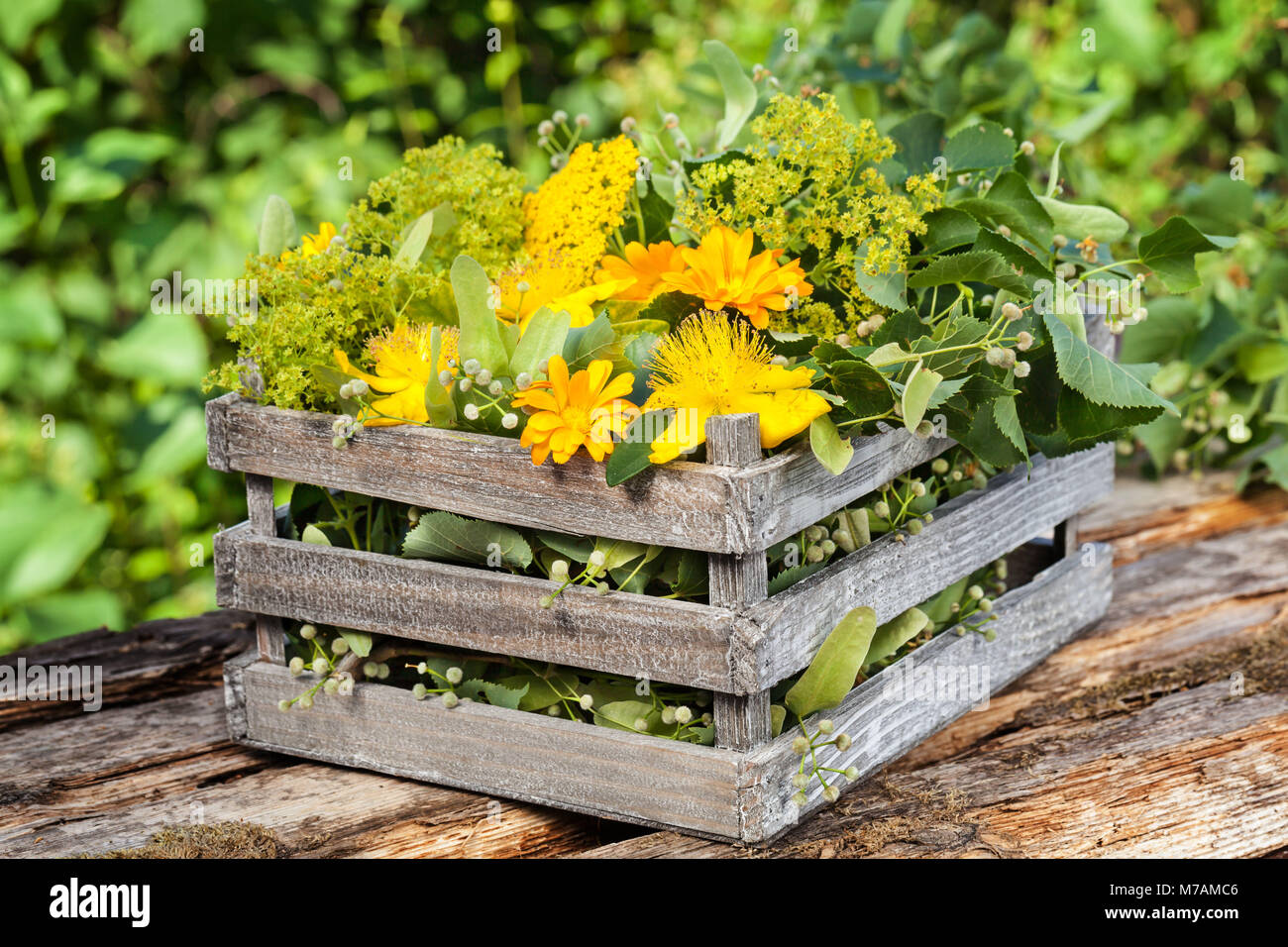 Herbs, medicinal plants in wooden box, homoeopathy Stock Photo