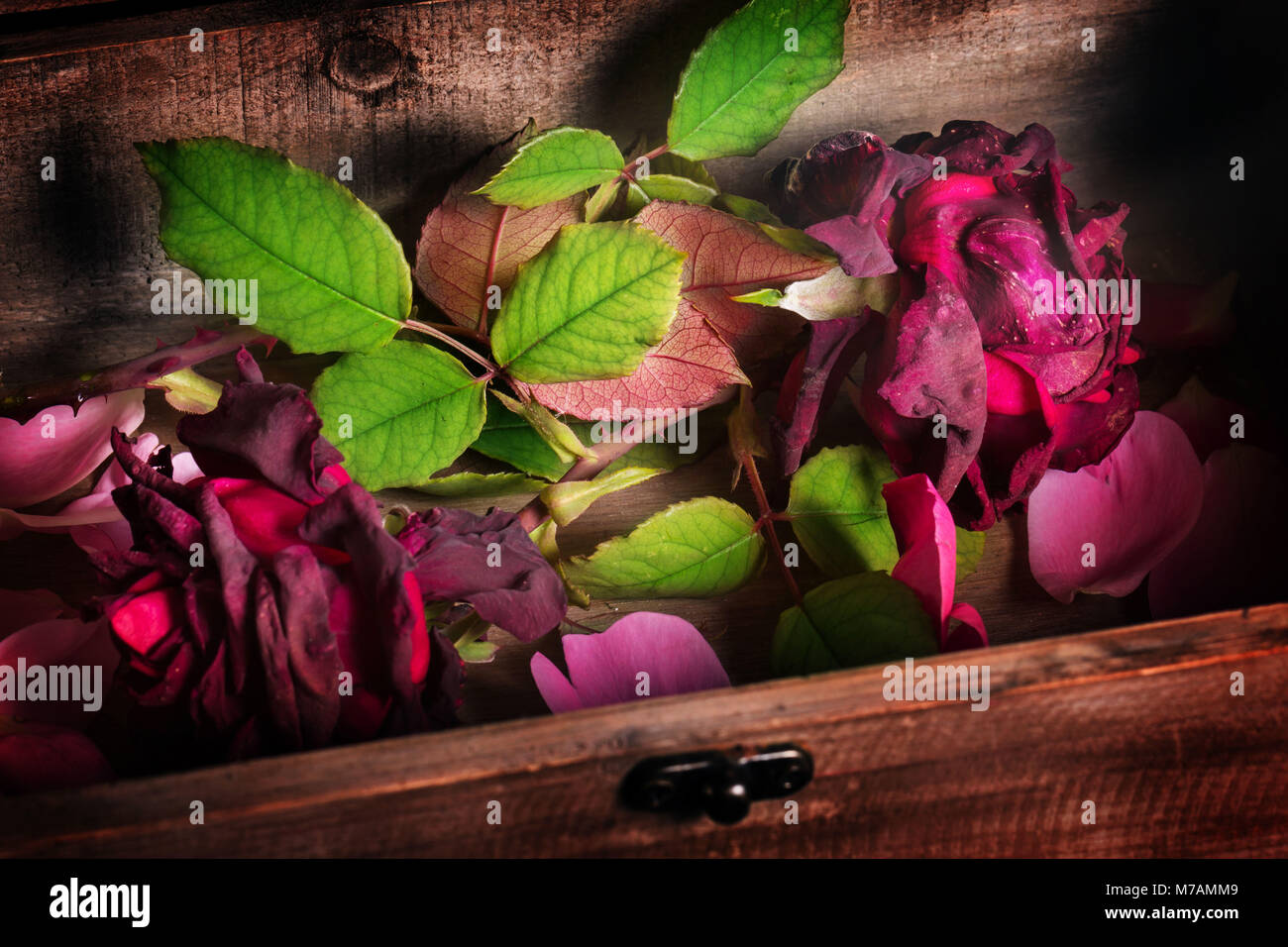 Transitoriness, fading roses Stock Photo - Alamy