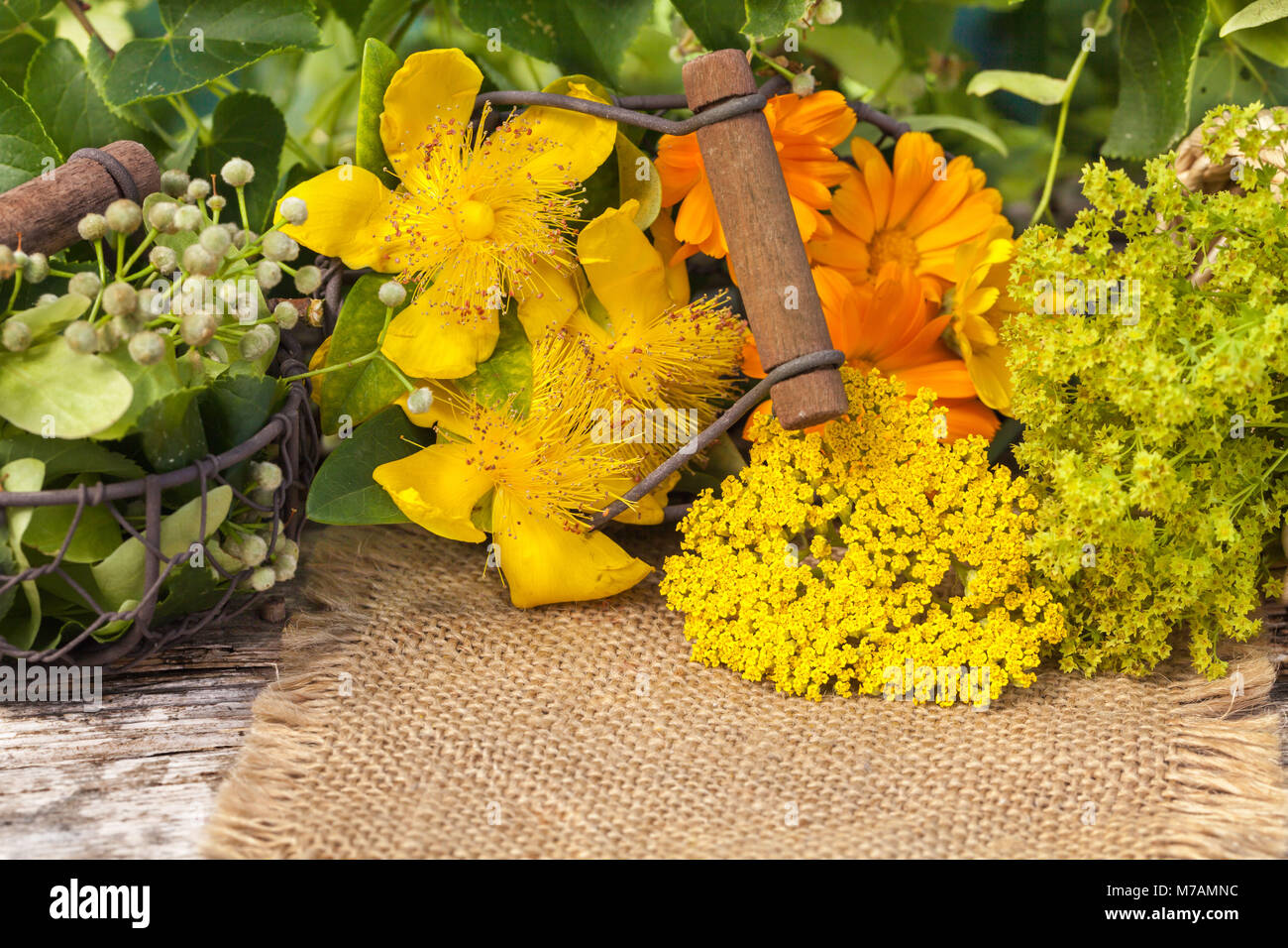 Medicinal plants basket hi-res stock photography and images - Alamy