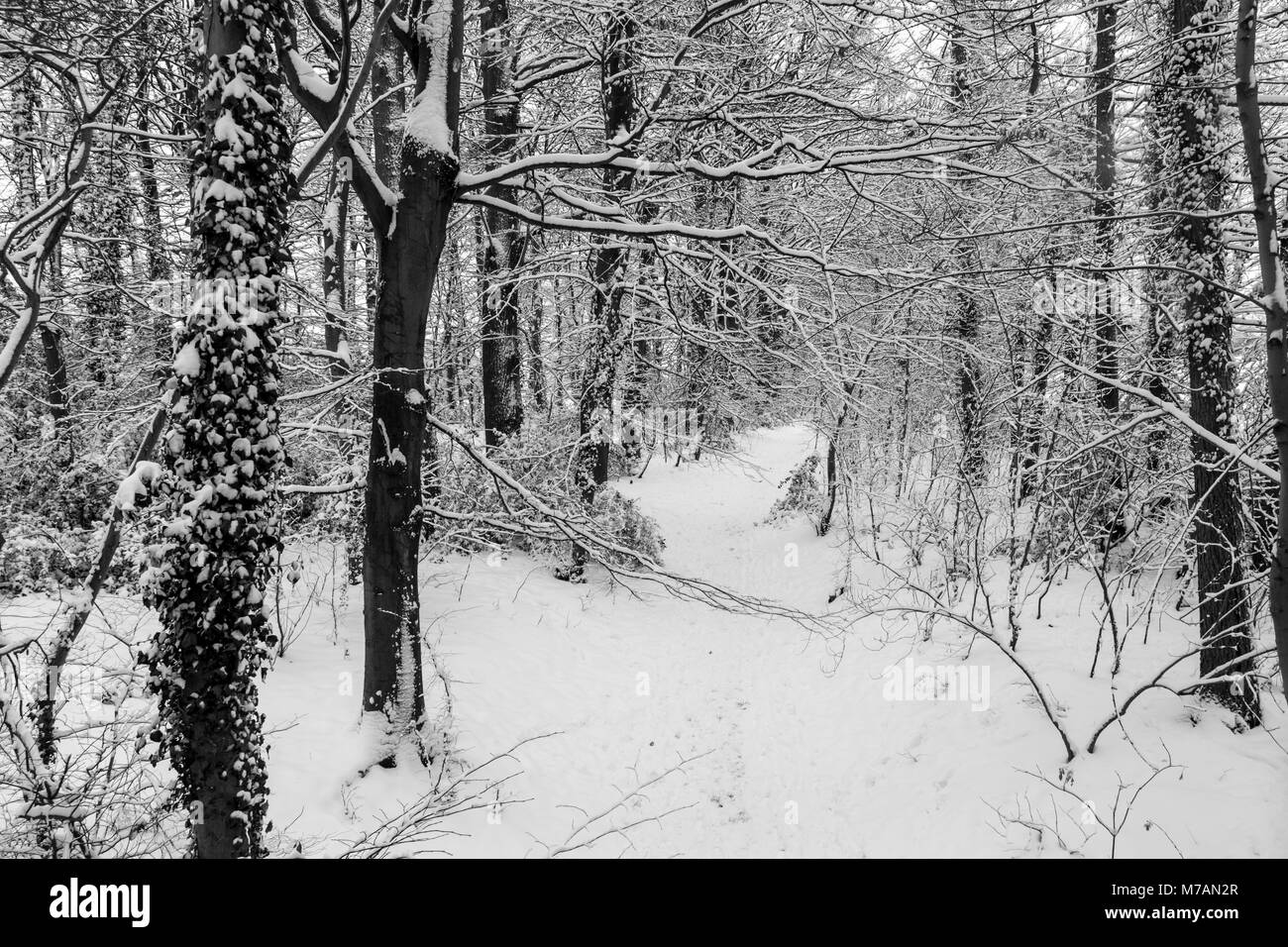 Tree covered pathway Black and White Stock Photos & Images - Alamy