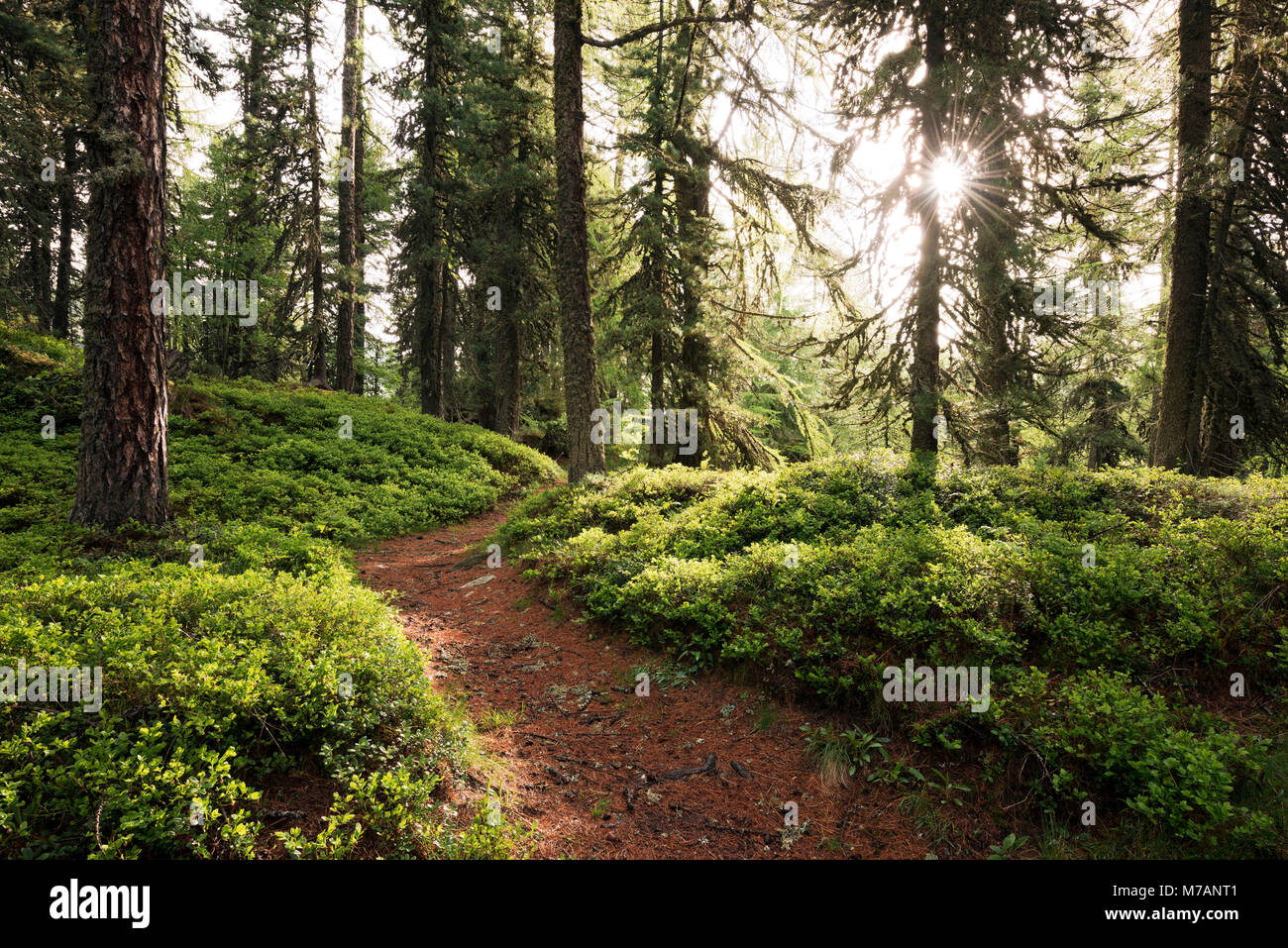 Path in the forest at Lake Sils near St. Moritz, Grisons, Switzerland Stock Photo