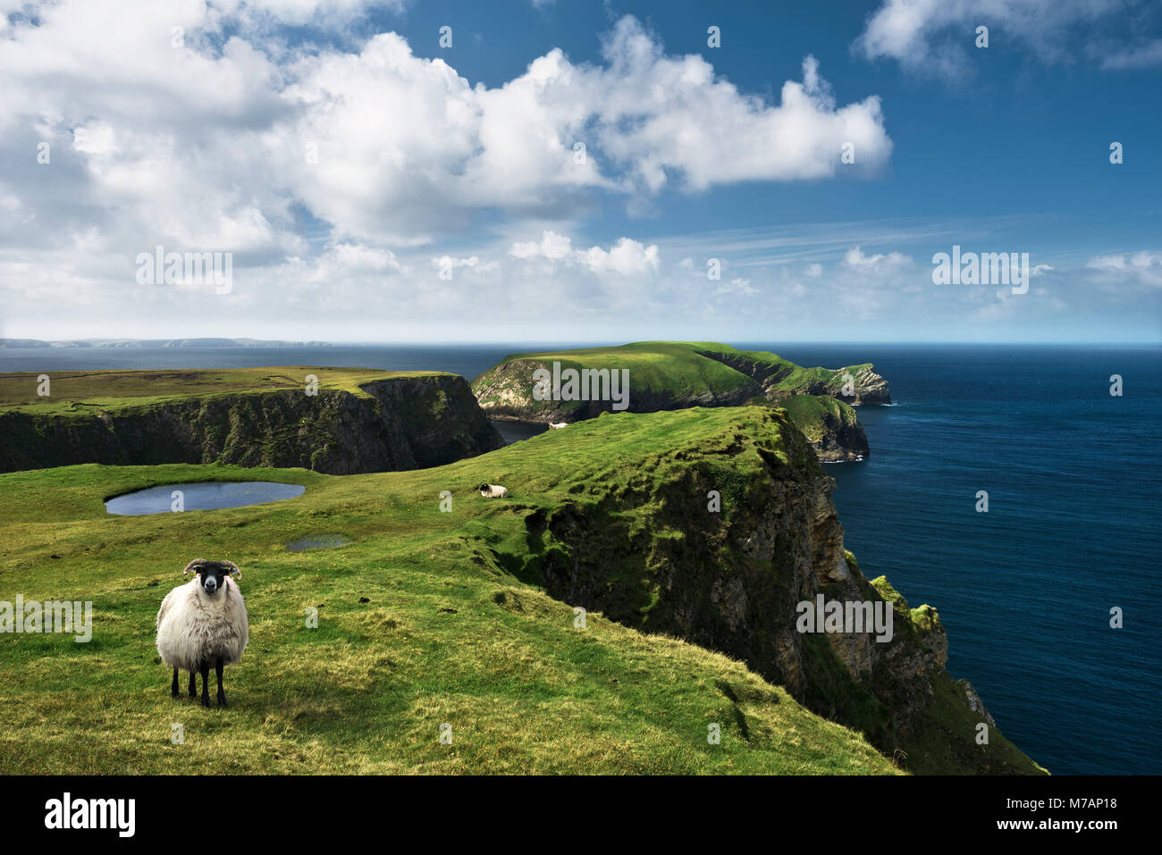 Sheep at grassy cliffs at Benwee Head, Ireland Stock Photo