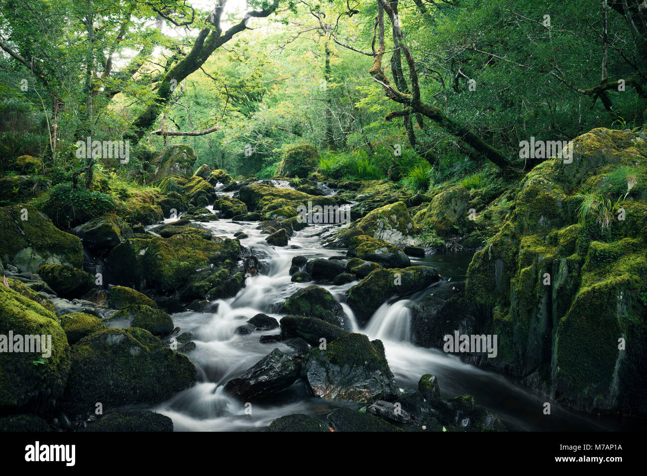 fabulous brook in Glengarriff Foreset, Cork, Ireland Stock Photo