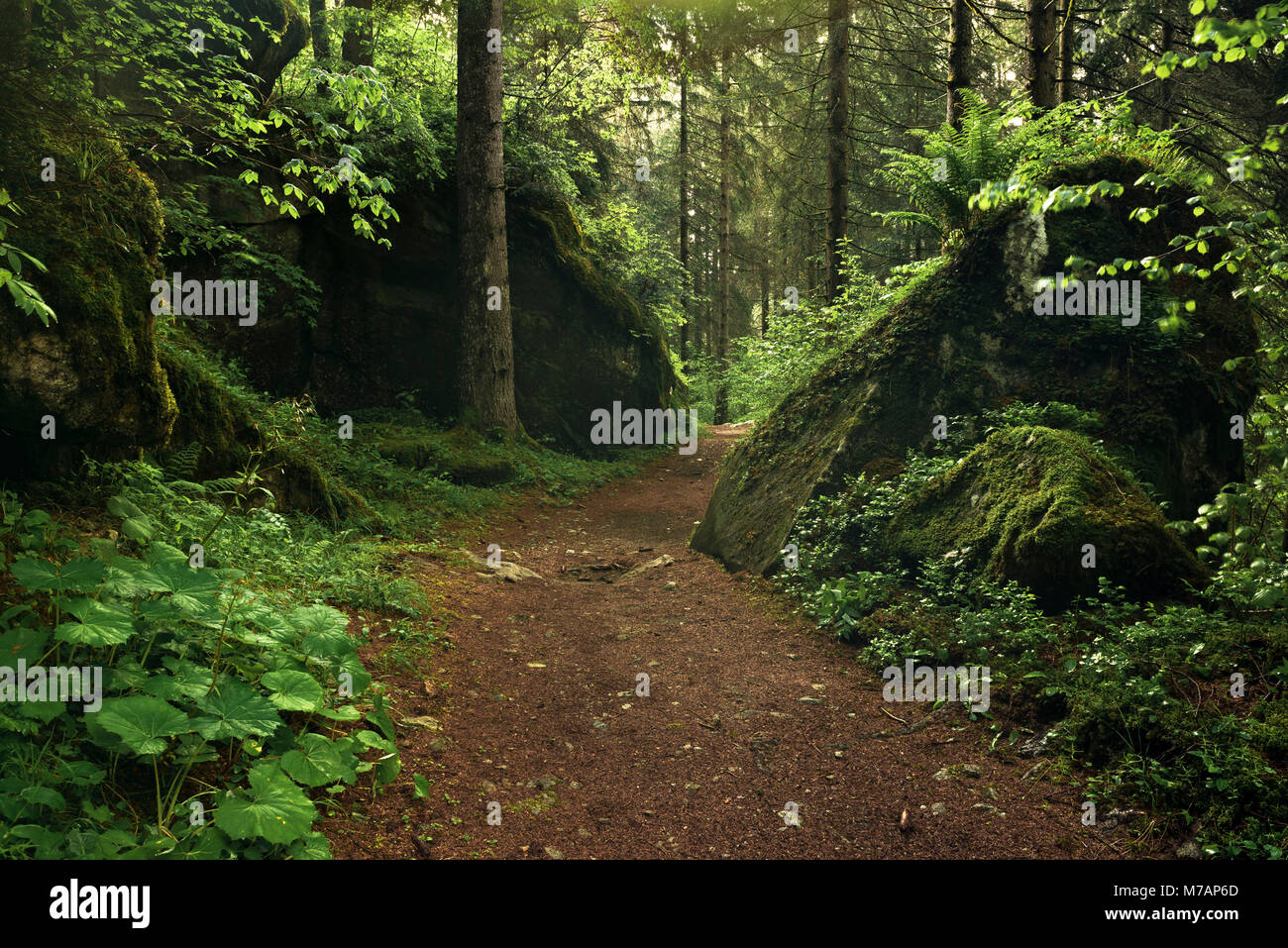 Dream path in the forest of the 'Valley of the Waterfalls', Val Genova, Italy Stock Photo