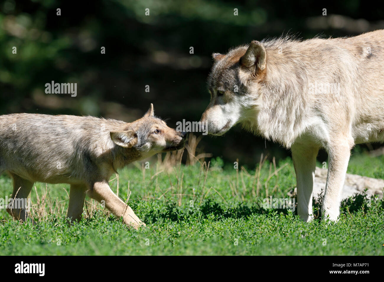 deer wolves, (Canis lupus lycaon), young, old, captive Stock Photo