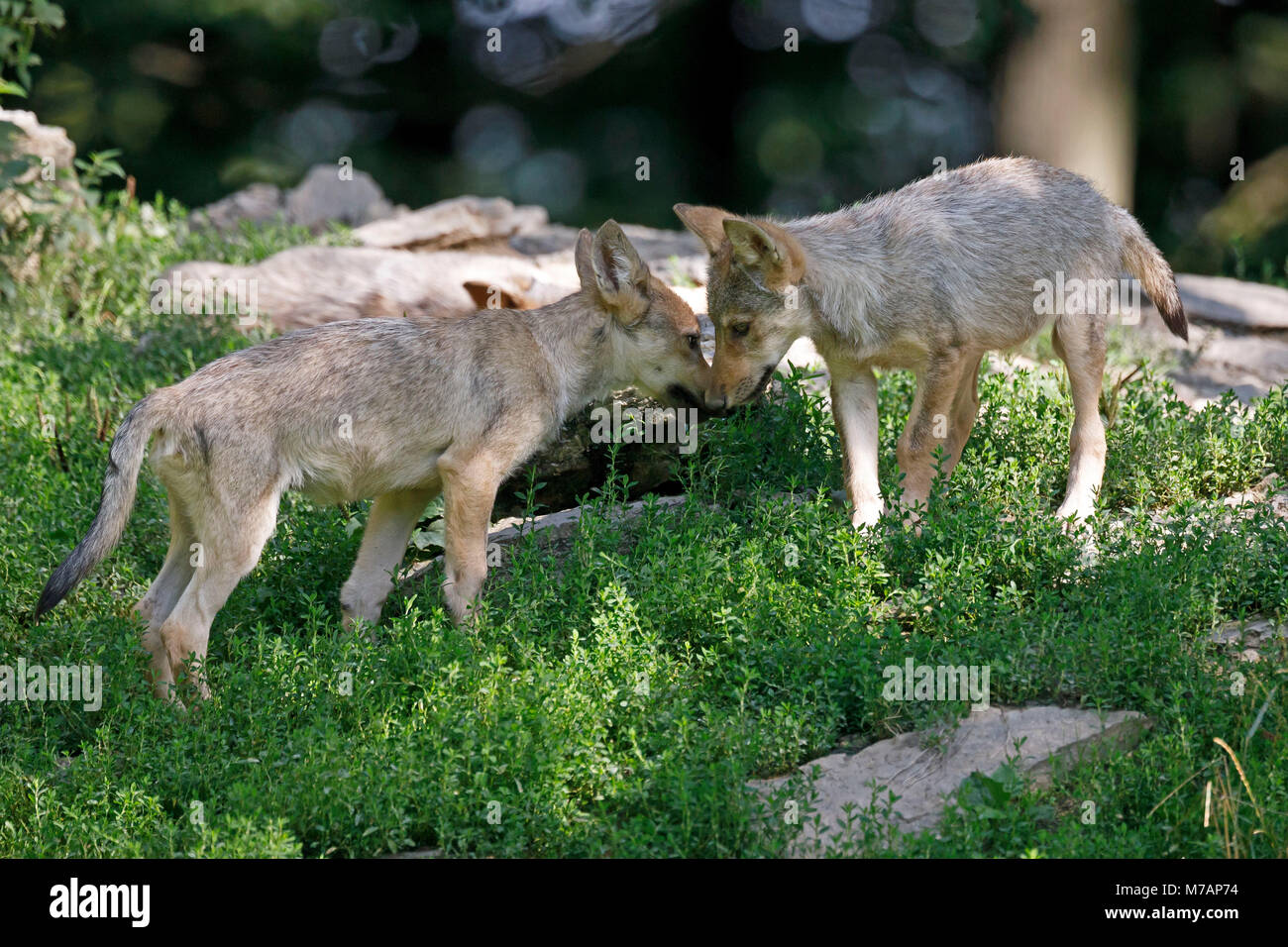 deer wolves, (Canis lupus lycaon), young animals, puppy, captive Stock Photo