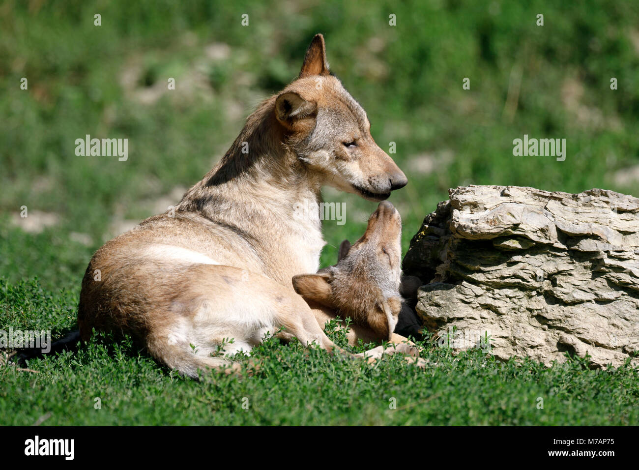 deer wolves, (Canis lupus lycaon), young animals, puppy, captive Stock Photo