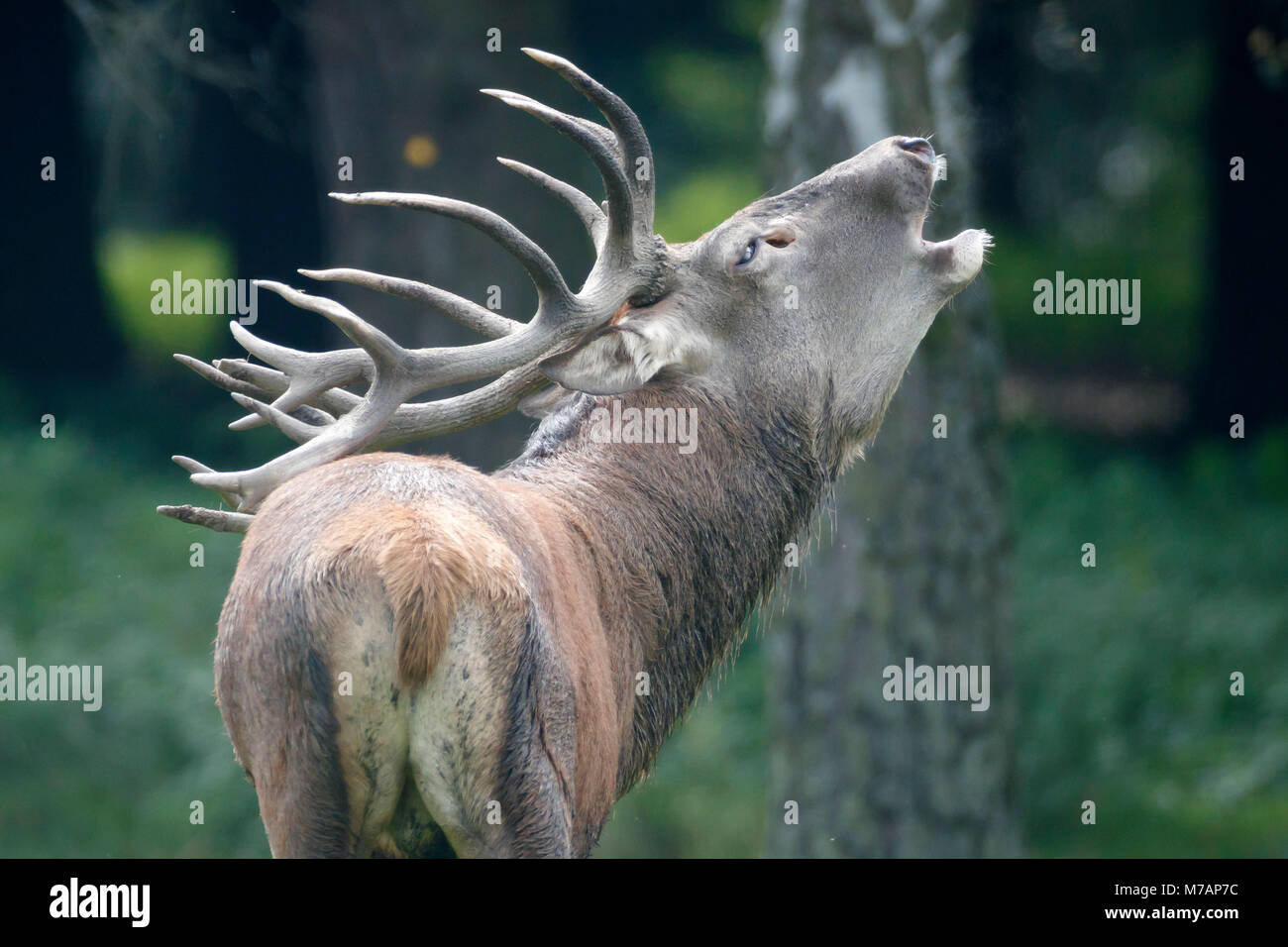 Deer, (Cervus elaphus), rut, deer, captive, Germany Stock Photo