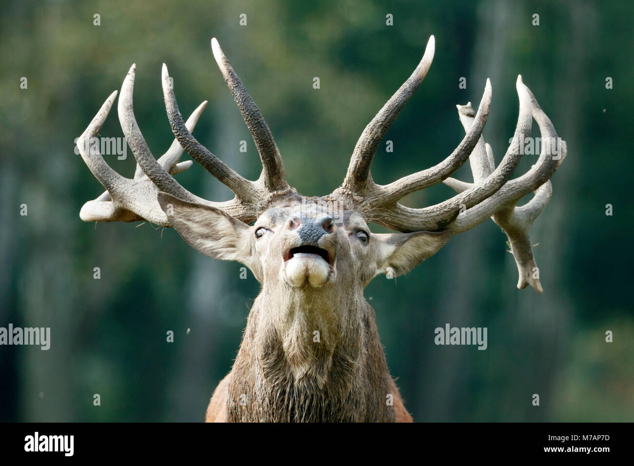 Red deer, (Cervus elaphus), rutting, deer, captive, Germany, portrait, Stock Photo