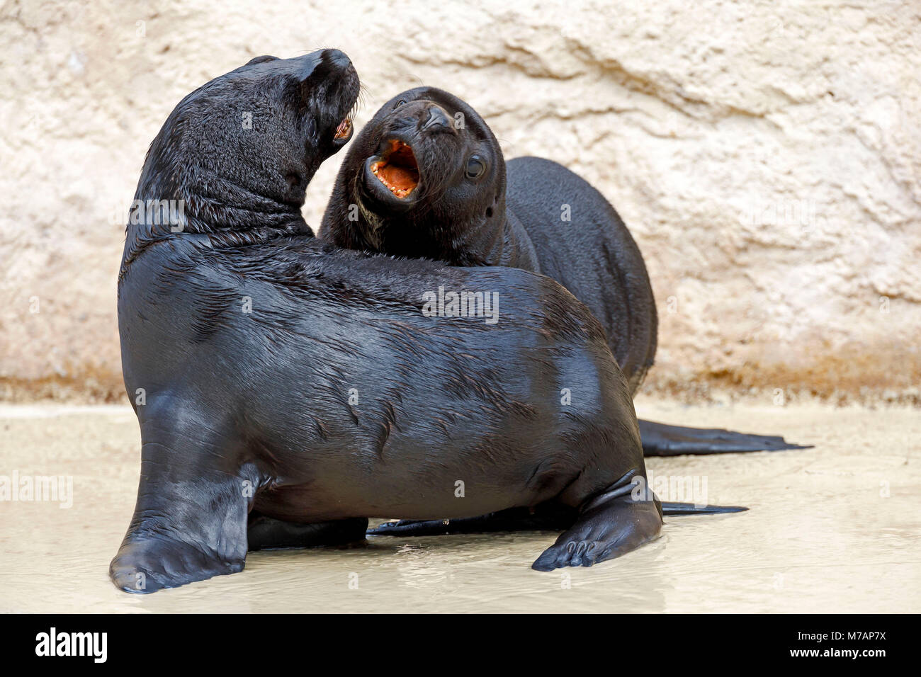 southern sea lion, (Otaria flavescens), young animals, captive, Stock Photo