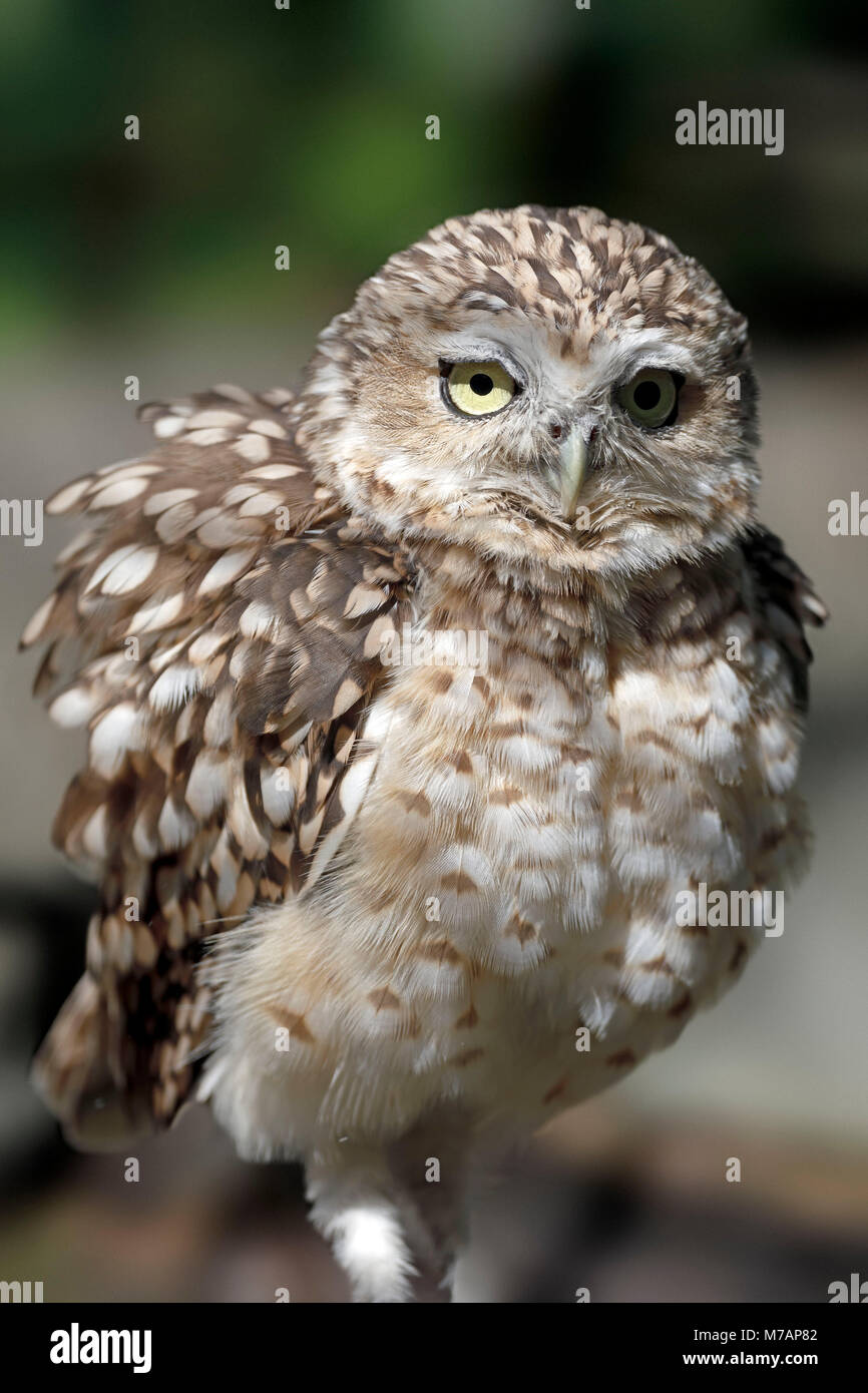 burrowing owl, burrowing owl, (Athene cunicularia), captive, Stock Photo