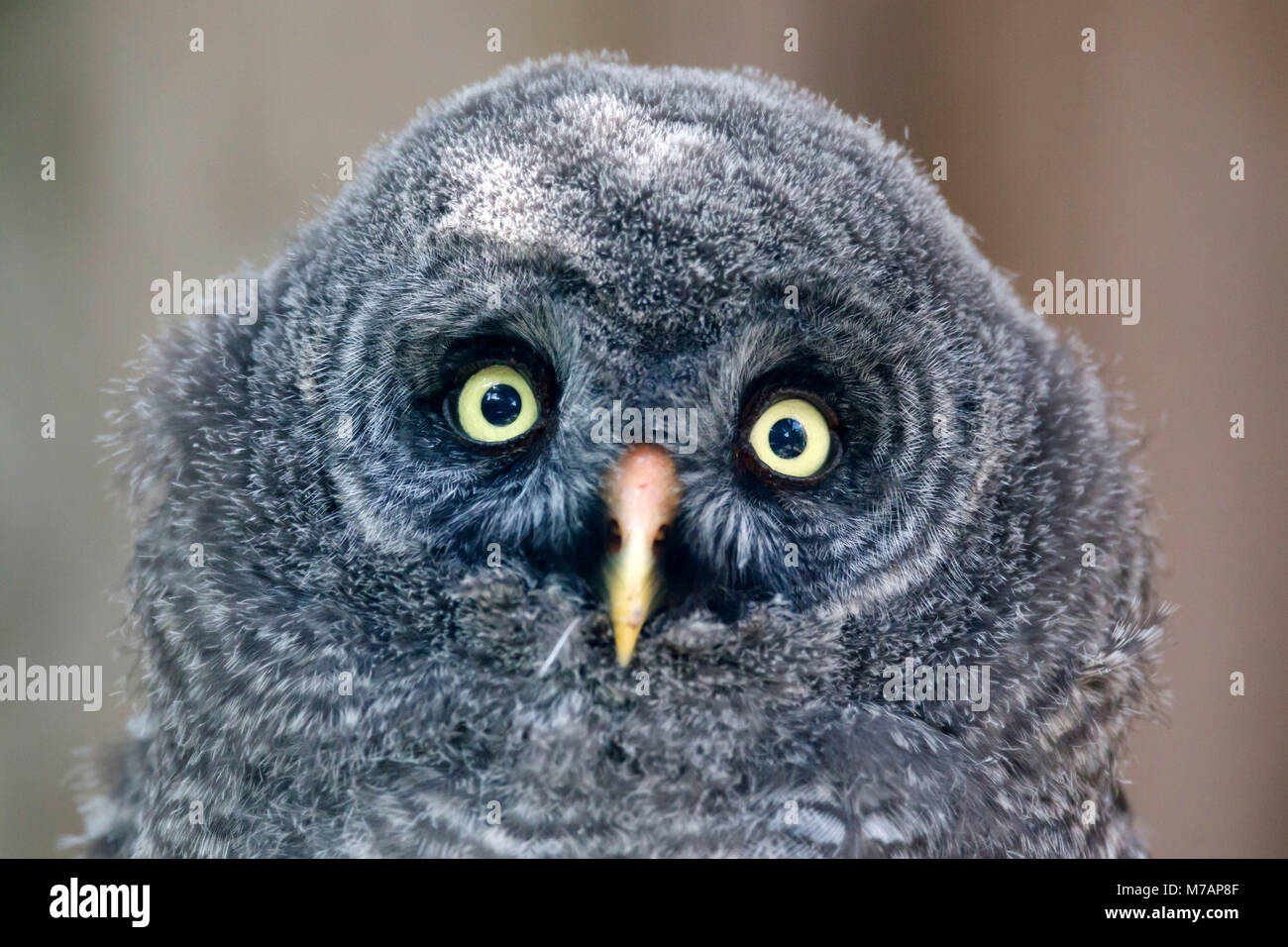 great grey owl, young bird, chick, (Strix nebulosa), captive, Germany Stock Photo
