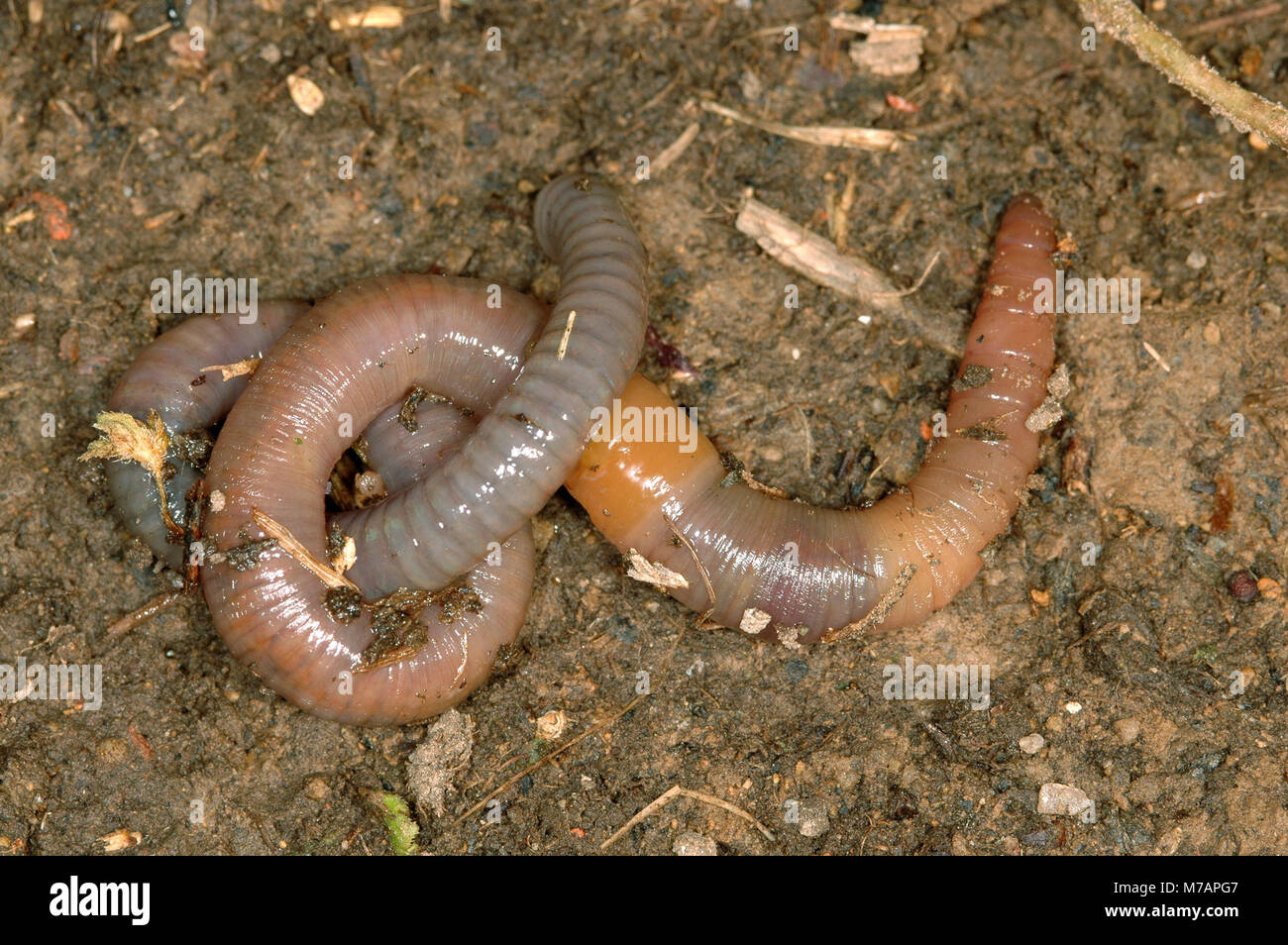 Nightcrawler (Lumbricus terrestris) Stock Photo