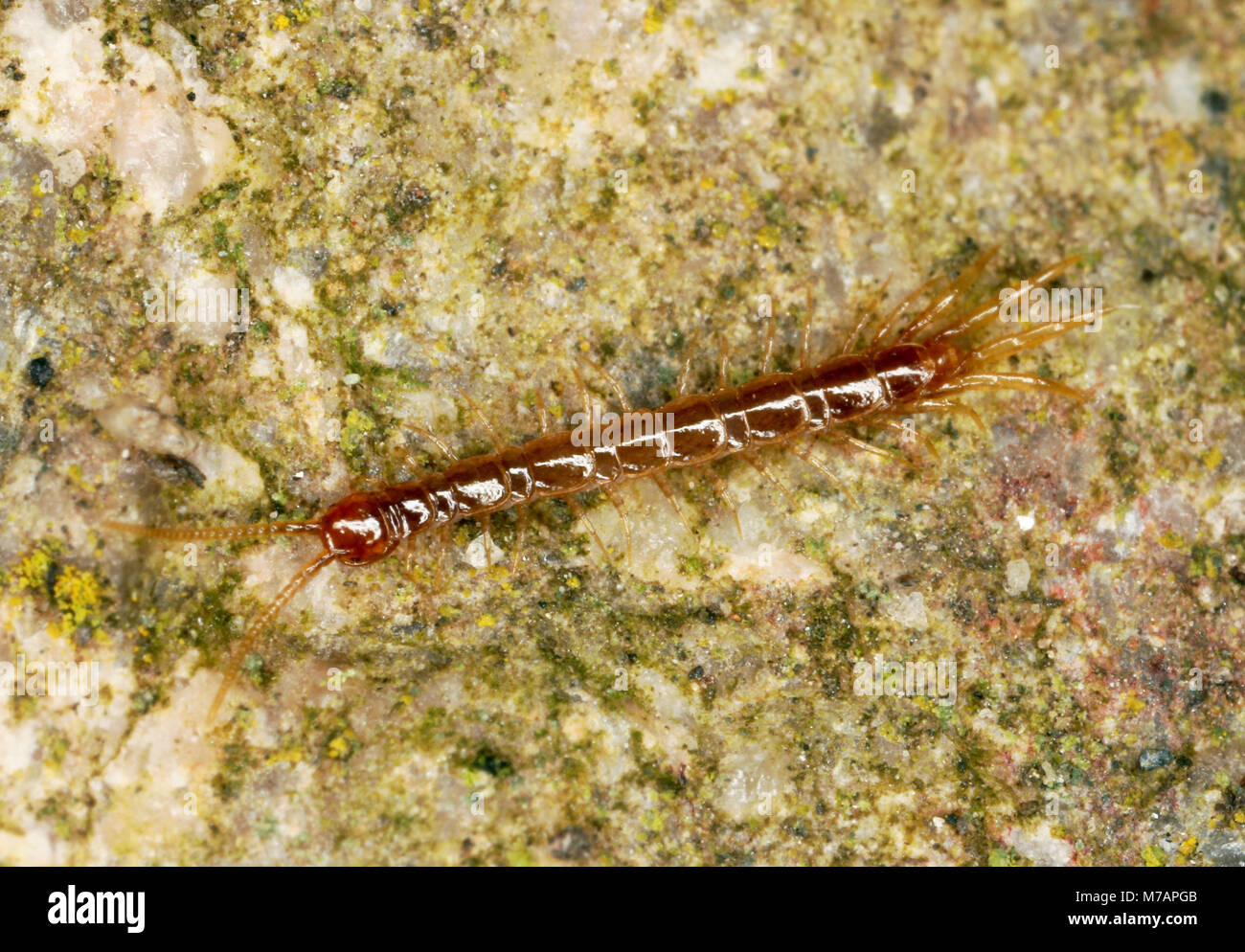 Brown centipede (Lithobius forficatus) Stock Photo