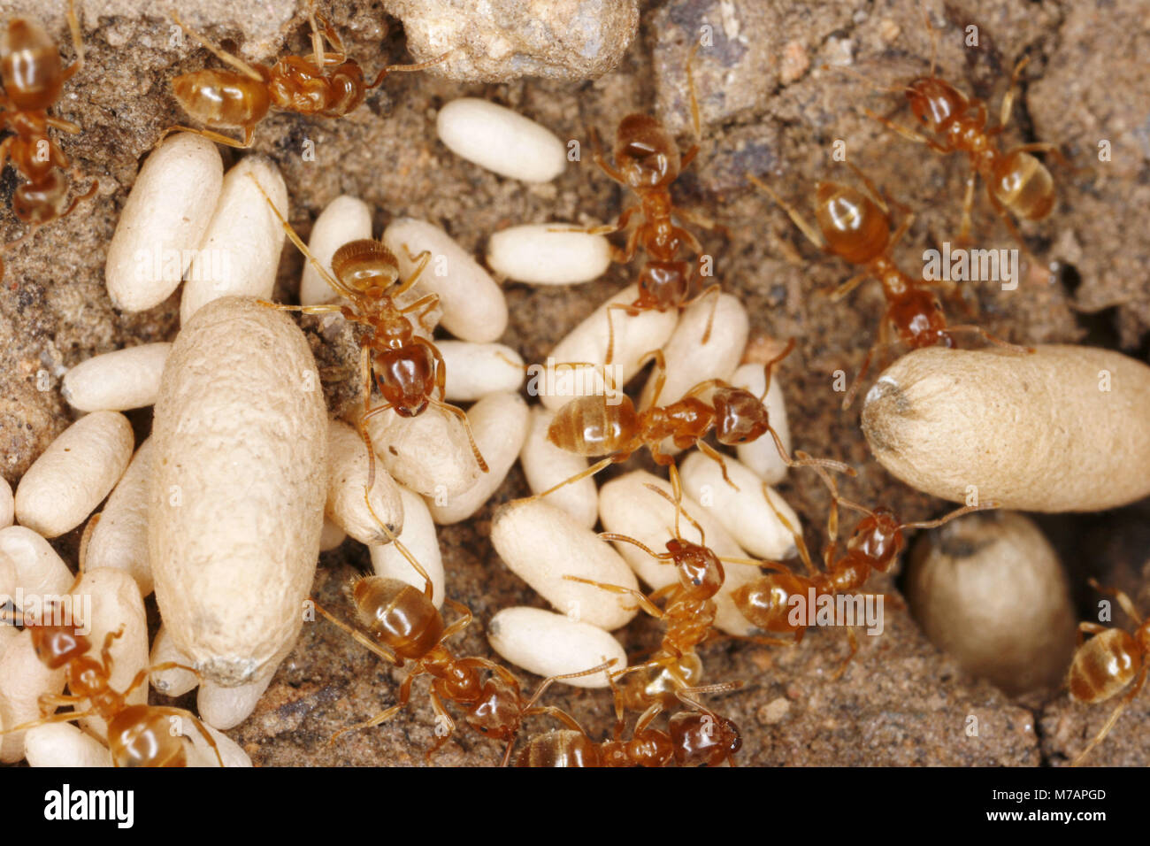 Yellow Meadow Ant  (Lasius flavus), adults with pupas Stock Photo