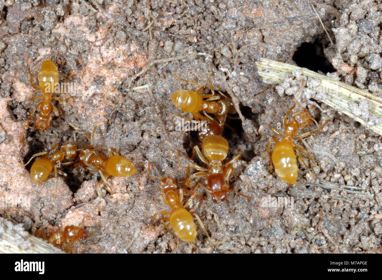 Yellow Meadow Ant  (Lasius flavus) Stock Photo