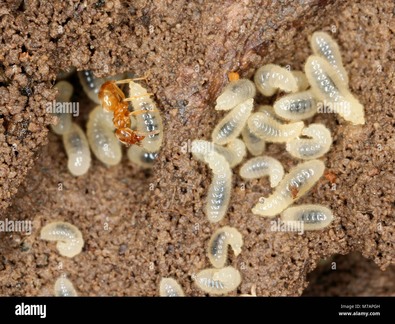 Yellow Meadow Ant  (Lasius flavus) with grubs Stock Photo
