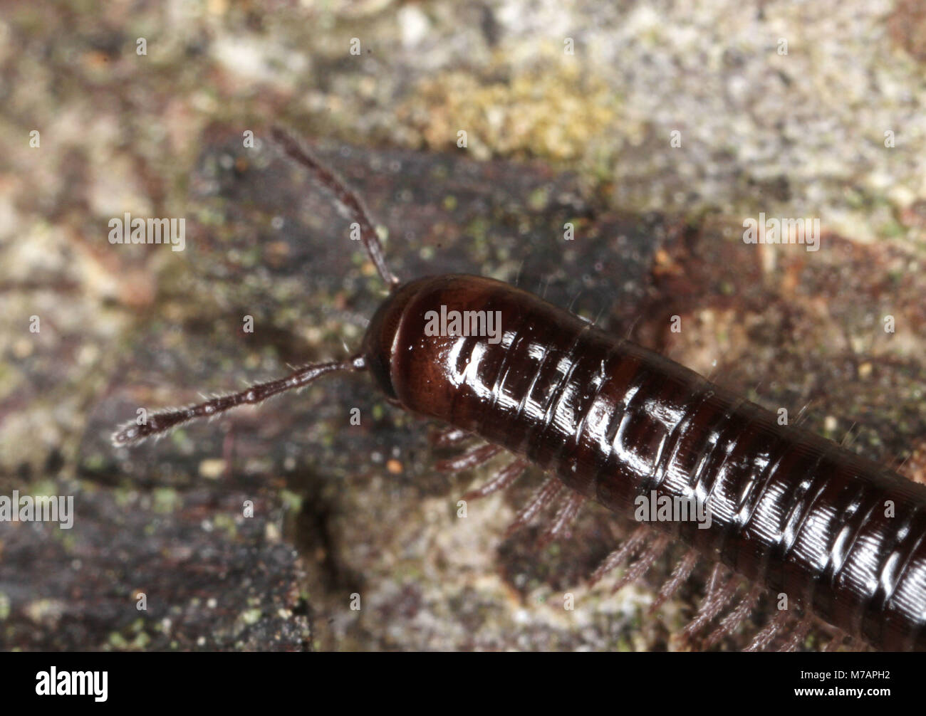 Julus hi-res stock photography and images - Alamy