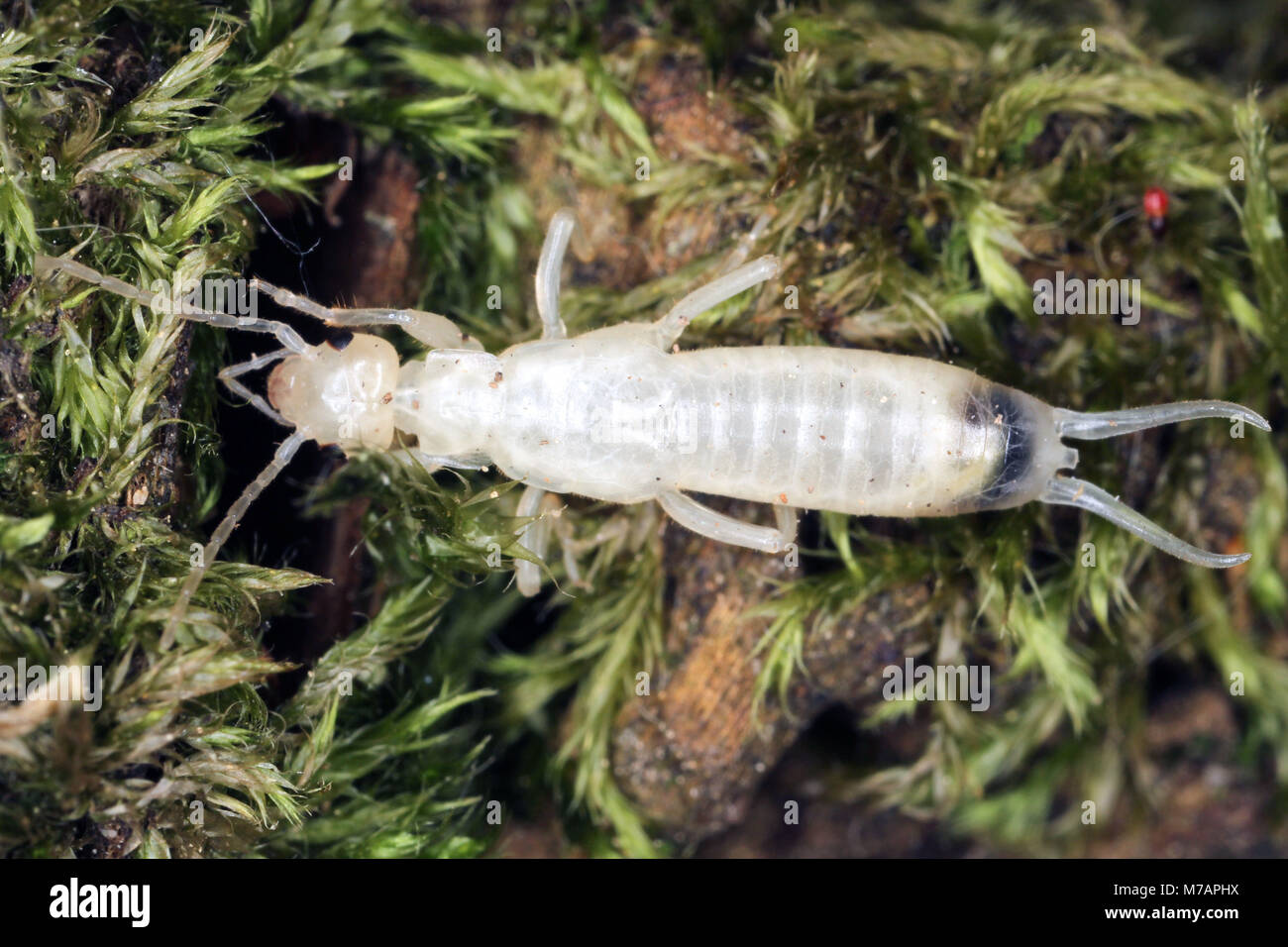 Common Earwig (Forficula auricularia) newly undressed nymph Stock Photo