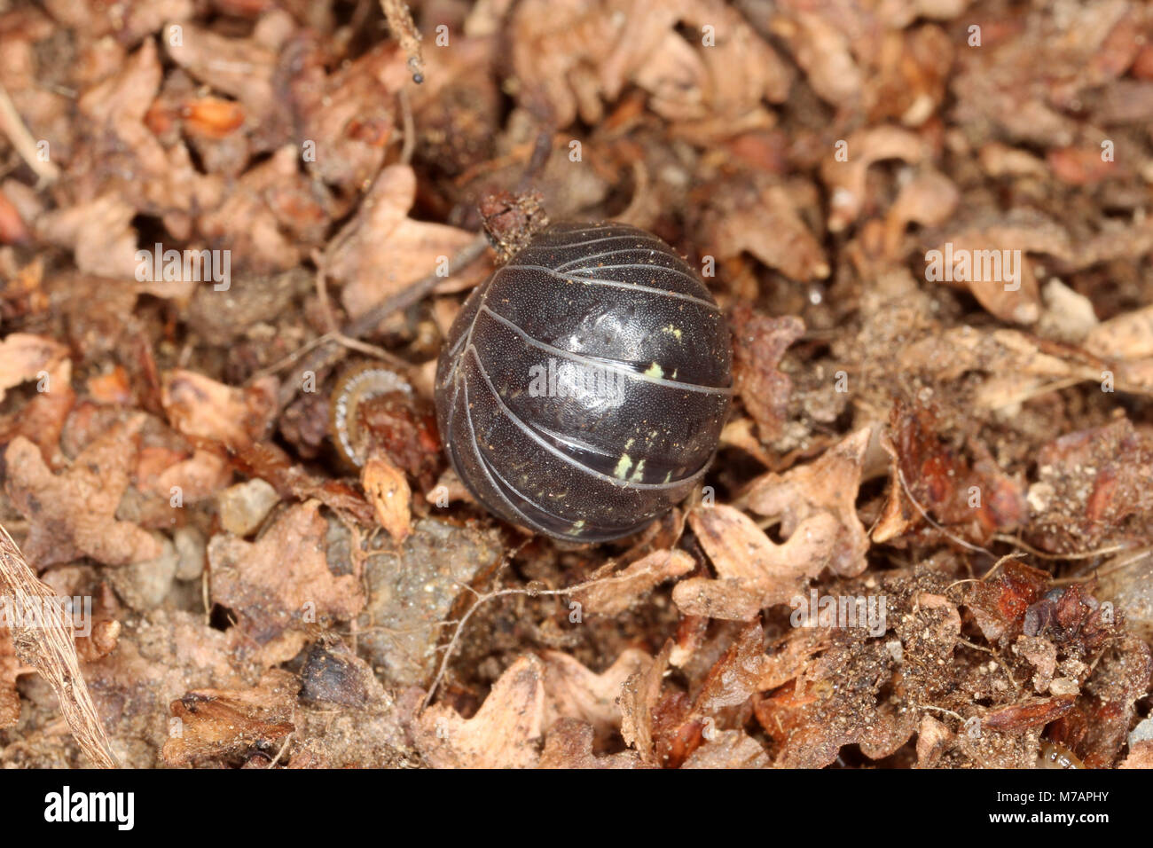 Pillbug (Armadillidium vulgare) Stock Photo