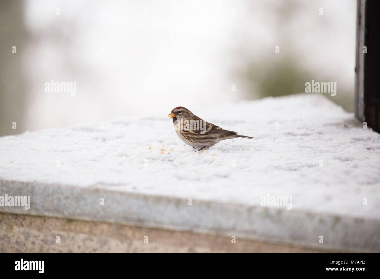 Redpoll bird eating seeds, winter scene Stock Photo