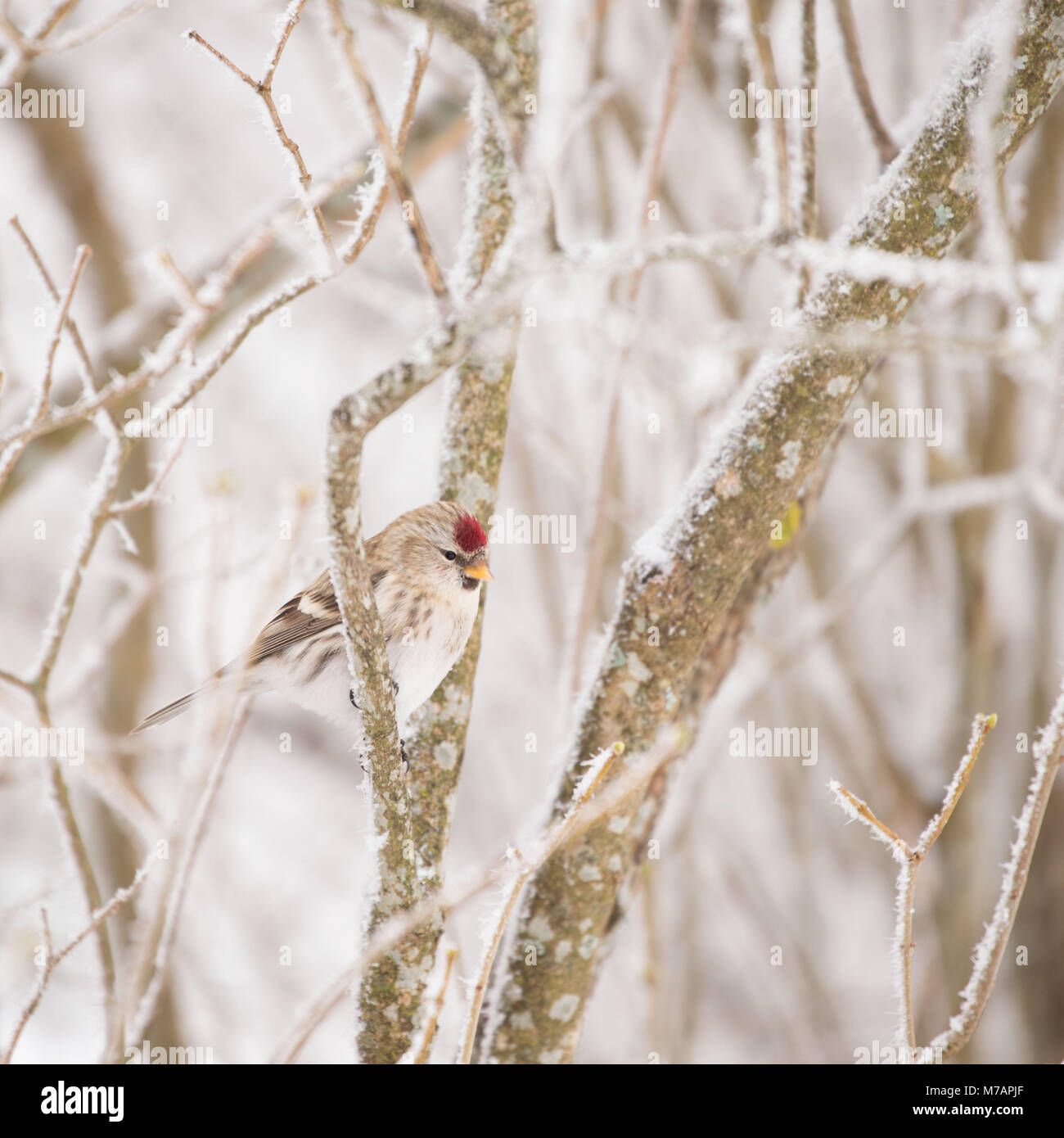 Common Redpoll bird sits on a branc Stock Photo