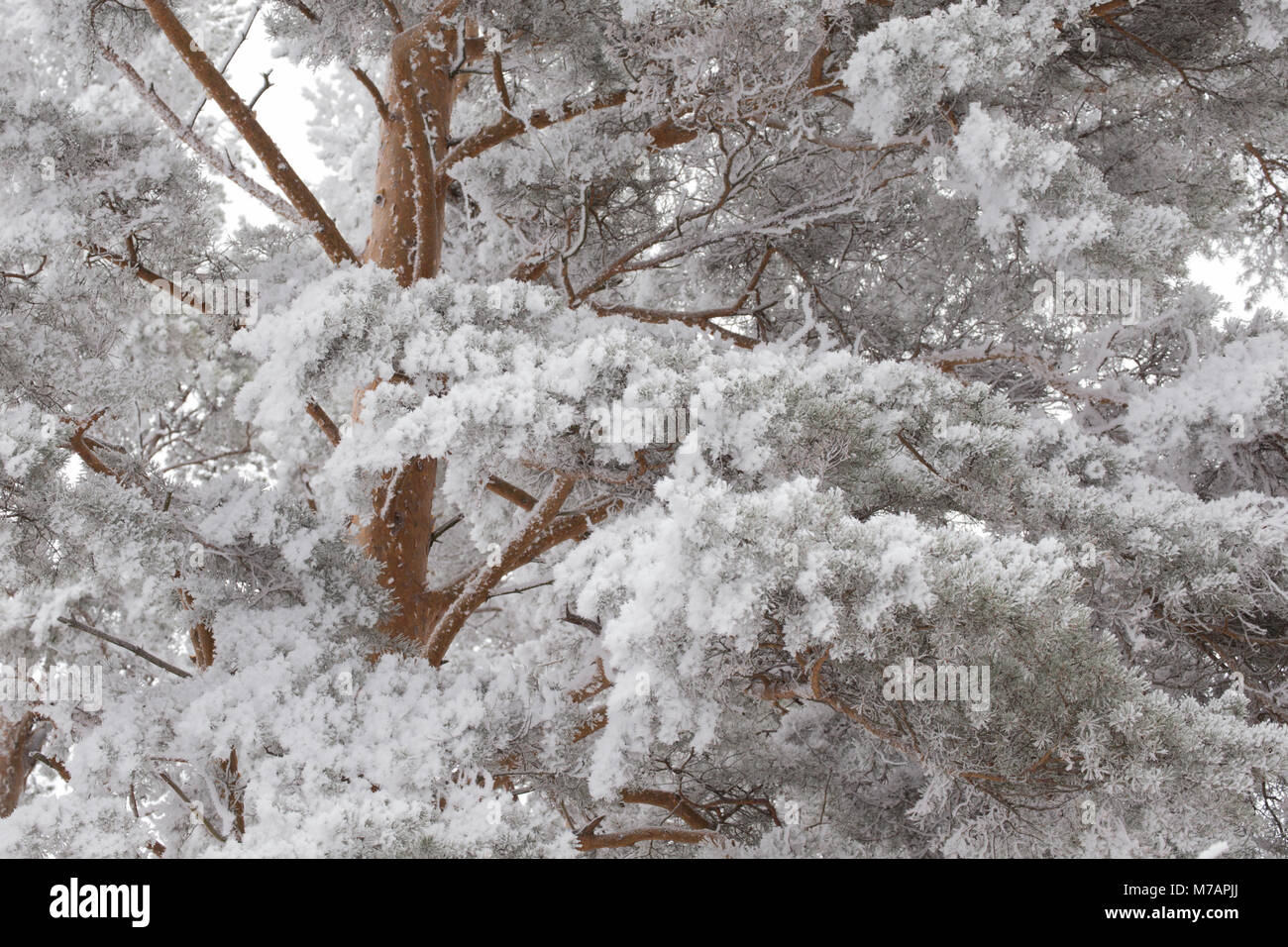 Frosted branches hi-res stock photography and images - Alamy