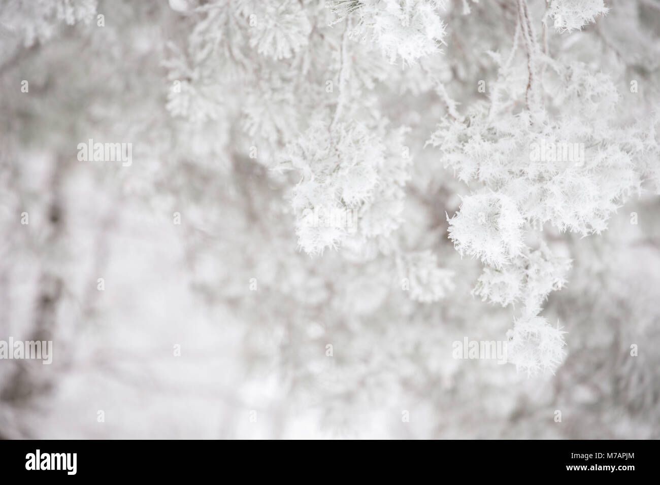 White frosted branches hi-res stock photography and images - Alamy