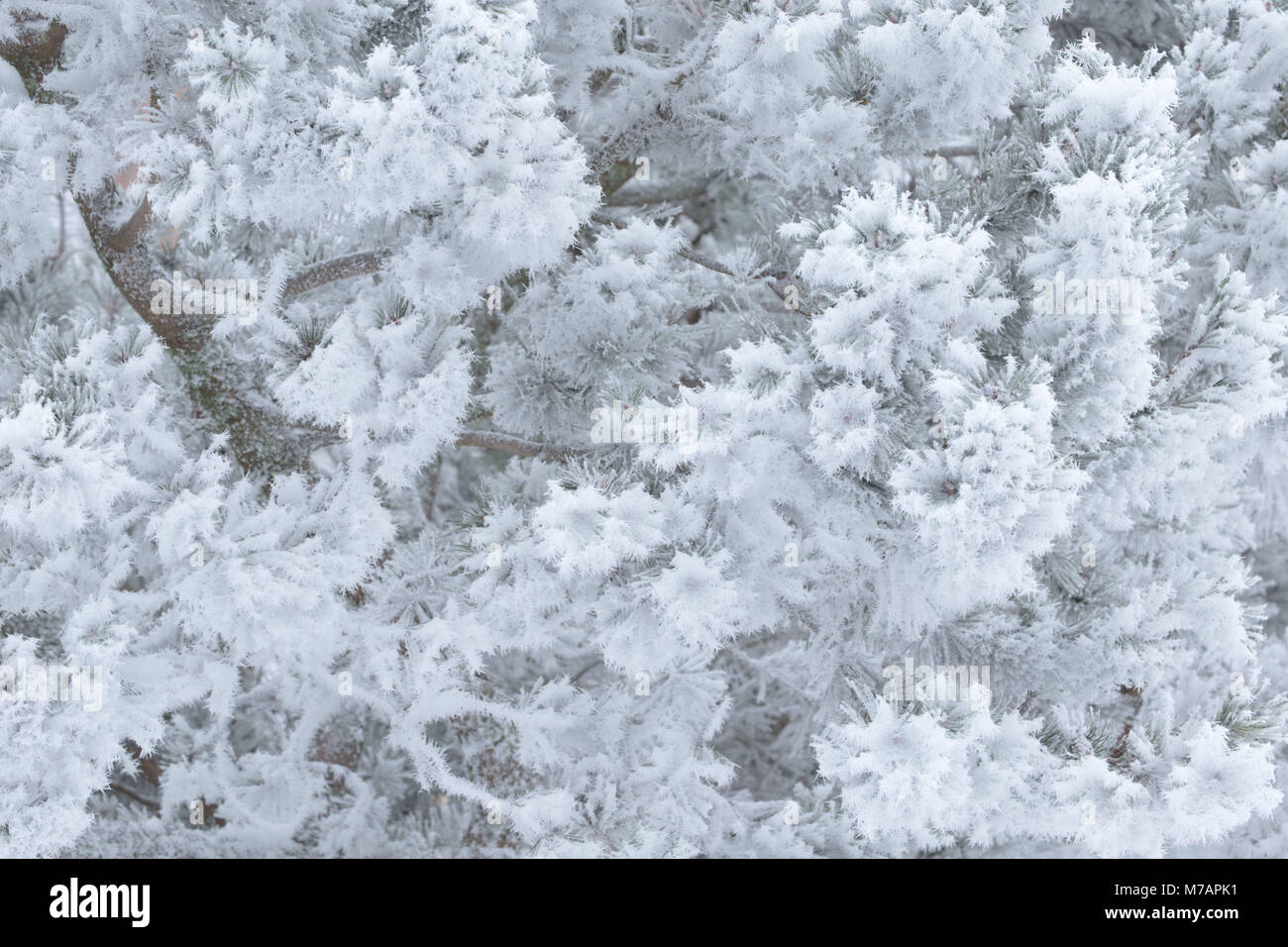 Frozen pine tree branches covered with thick white hoarfrost hi-res ...