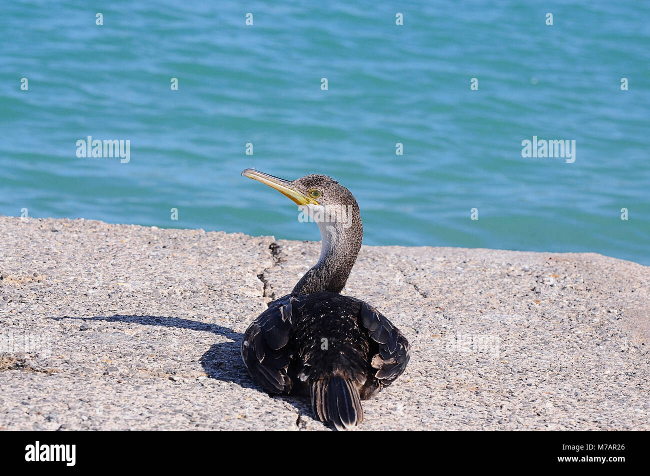 sea bird, Ibiza, Spain Stock Photo