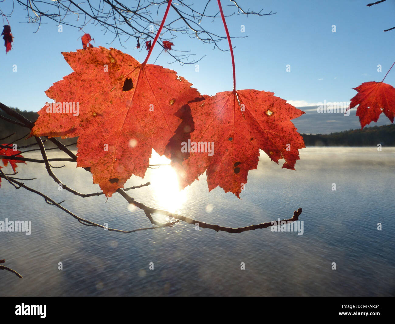Indian Summer. Sugar maple leaves turning red during foliage with Cooper Lake in background Stock Photo