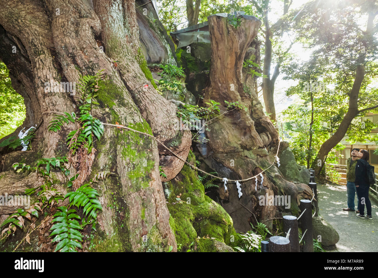 Japan, Honshu, Shizuoka Prefecture, Atami, Kinomiya Shrine, The 2000 year old Great Camphor Tree Stock Photo