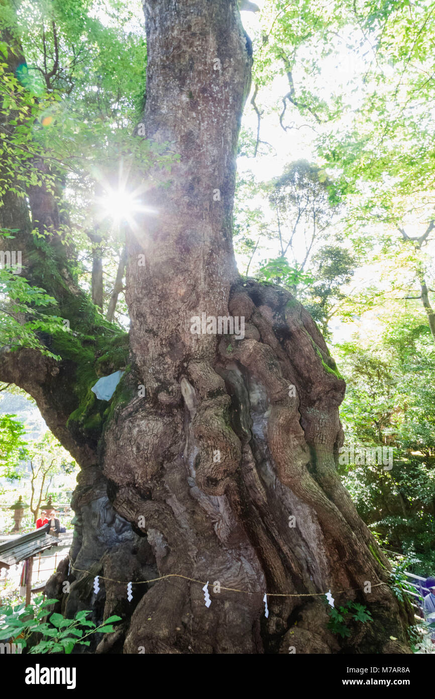Japan, Honshu, Shizuoka Prefecture, Atami, Kinomiya Shrine, The 2000 year old Great Camphor Tree Stock Photo