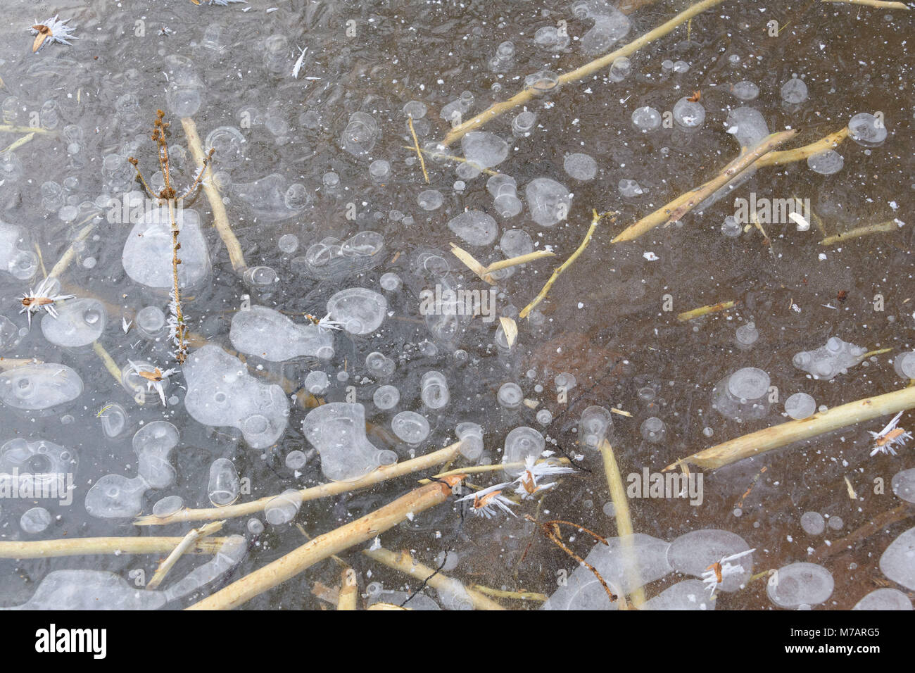 Frozen Beaver Pond With Gnawed Branches, Spessart, Bavaria, Gemany 