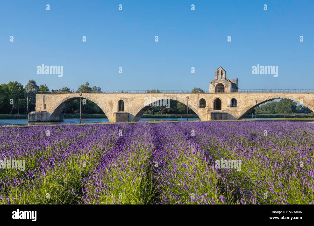 France, Provence region, Avignon city, St. Benezet Bridge, W.H., lavanda field Stock Photo