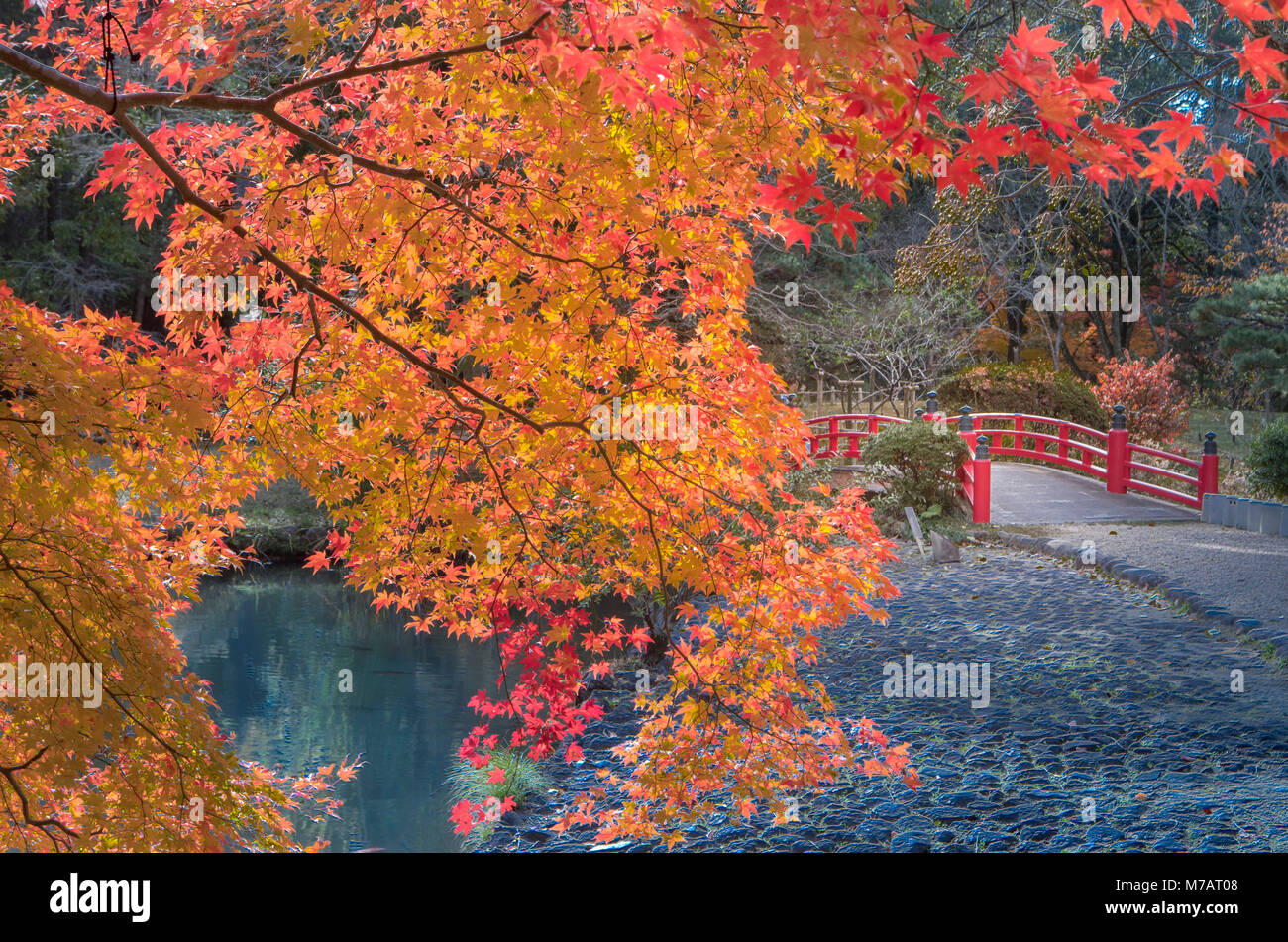 Japan, Nara City, Autumn Colors Stock Photo
