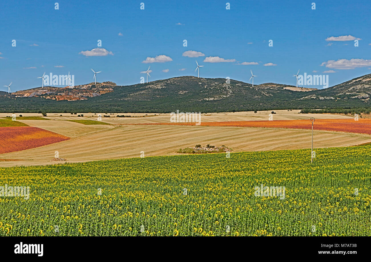 Spain, Teruel Province, Sunflowers field Stock Photo