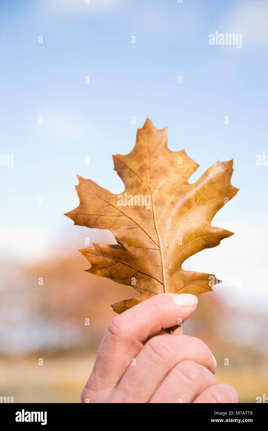 Human hand holding a maple leaf Stock Photo