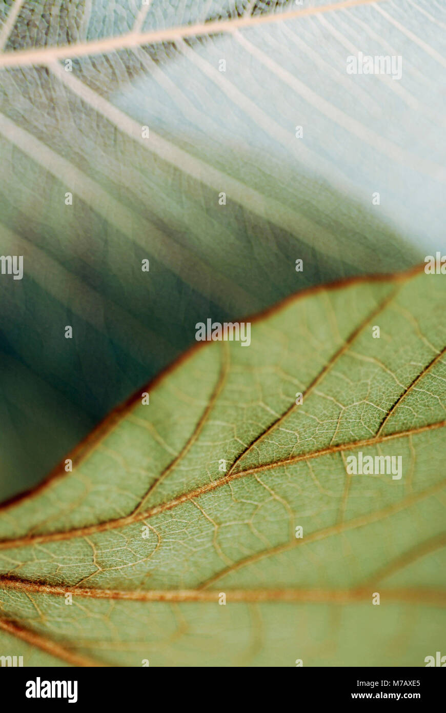 Two vertical leaves hi-res stock photography and images - Alamy