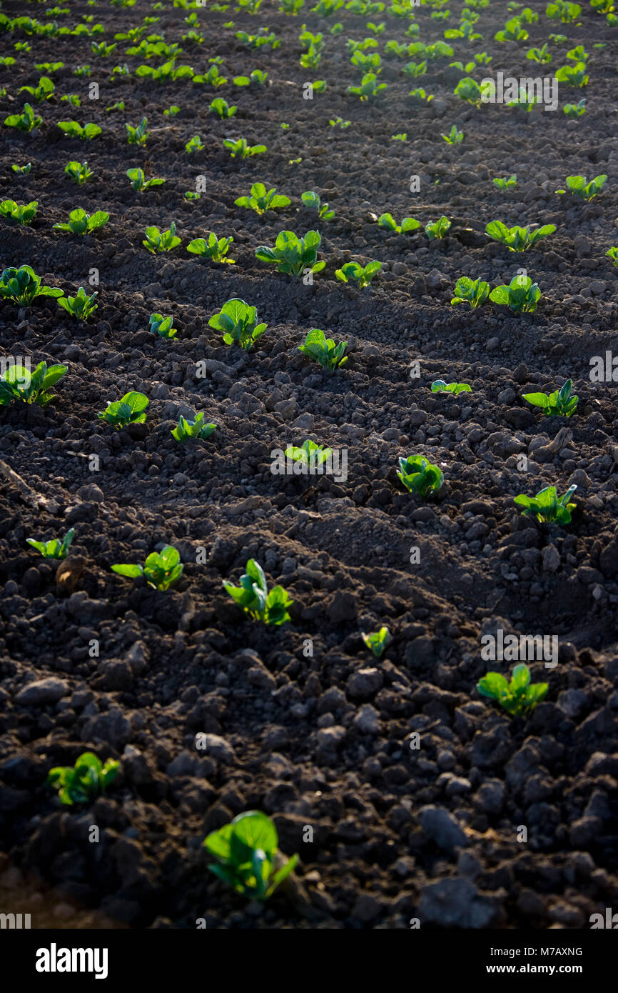 Crop in a field, California, USA Stock Photo