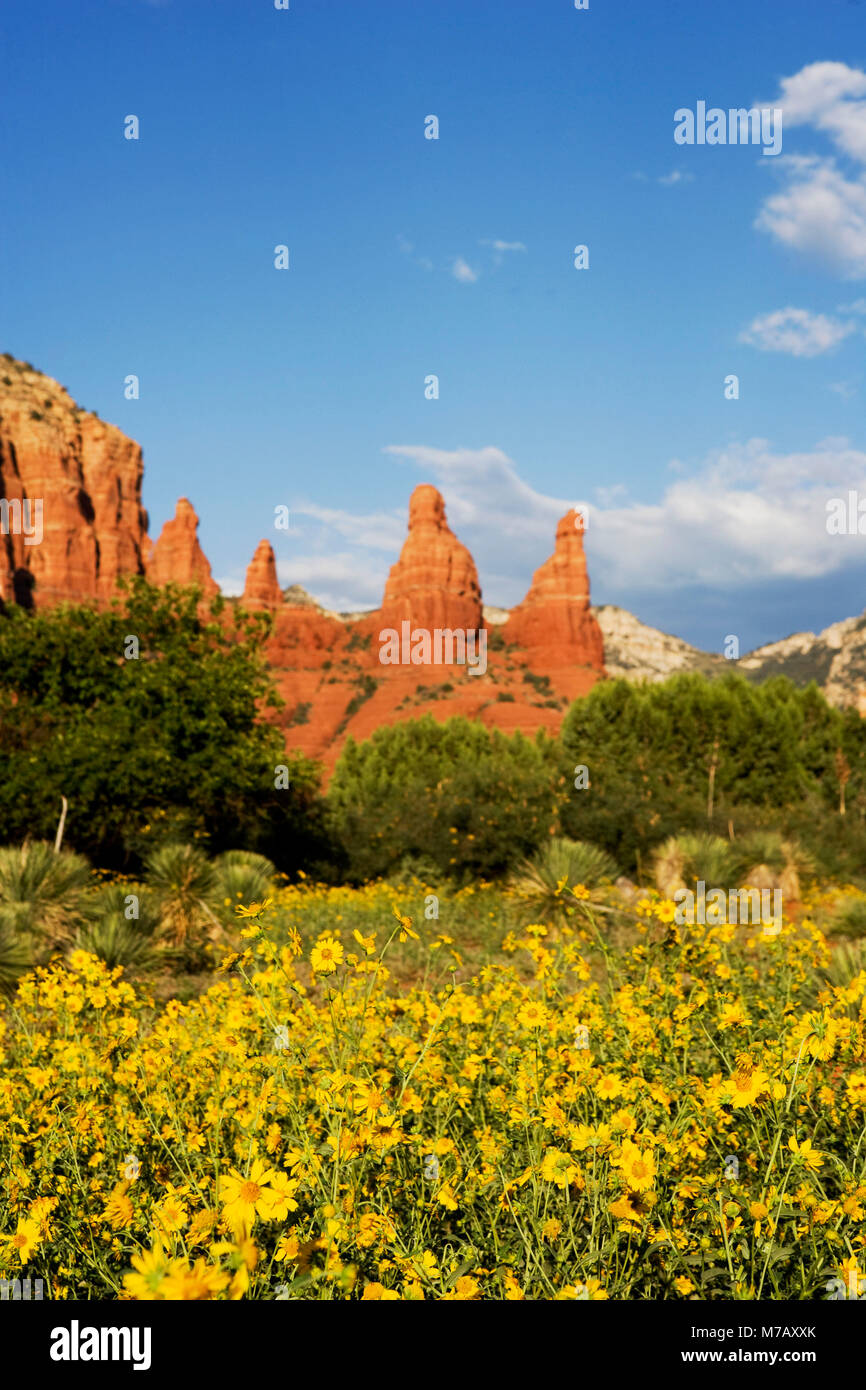 Sedona wildflowers hires stock photography and images Alamy