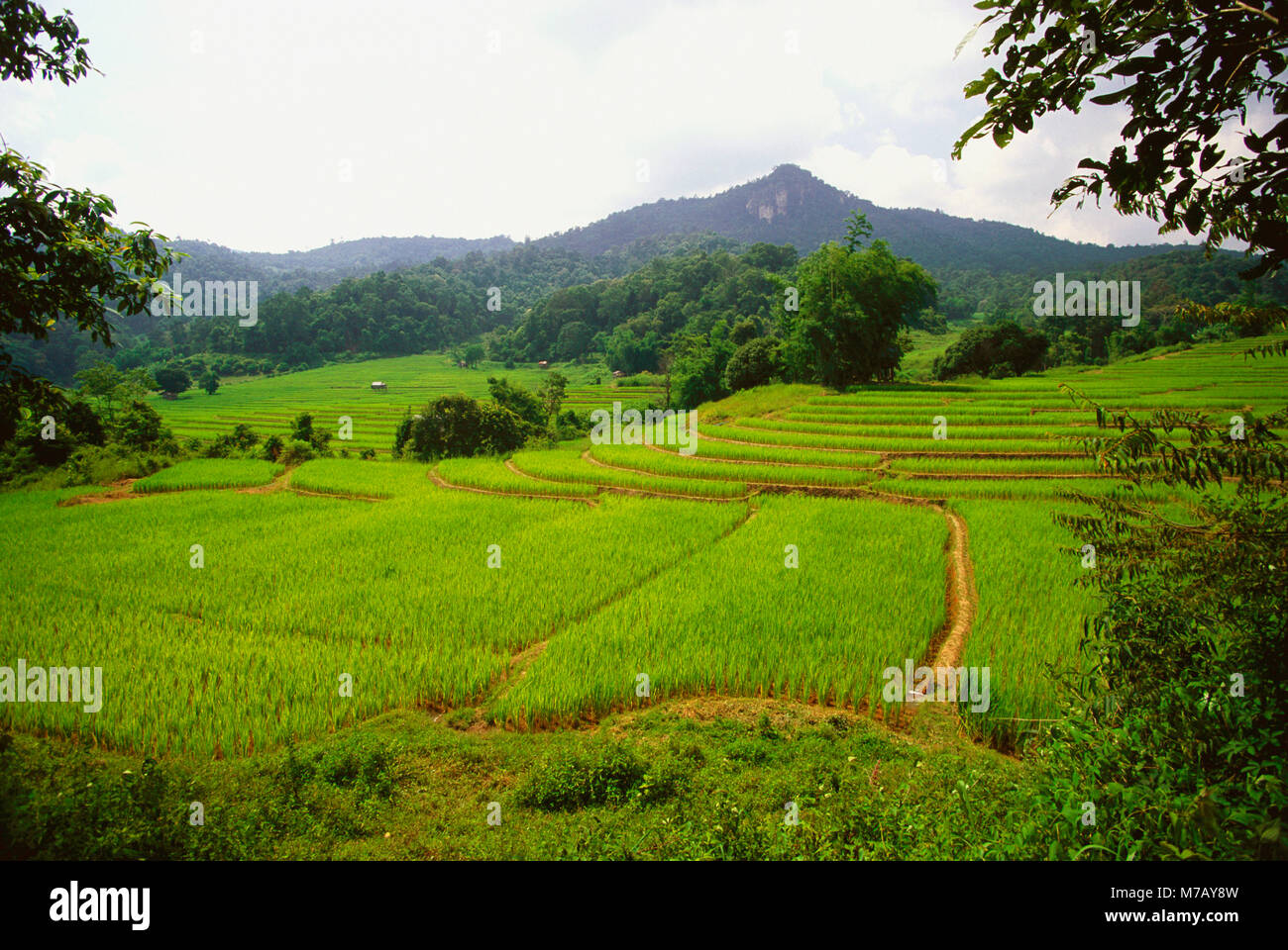 Rice crop in fields, Doi inthanon, Thailand Stock Photo