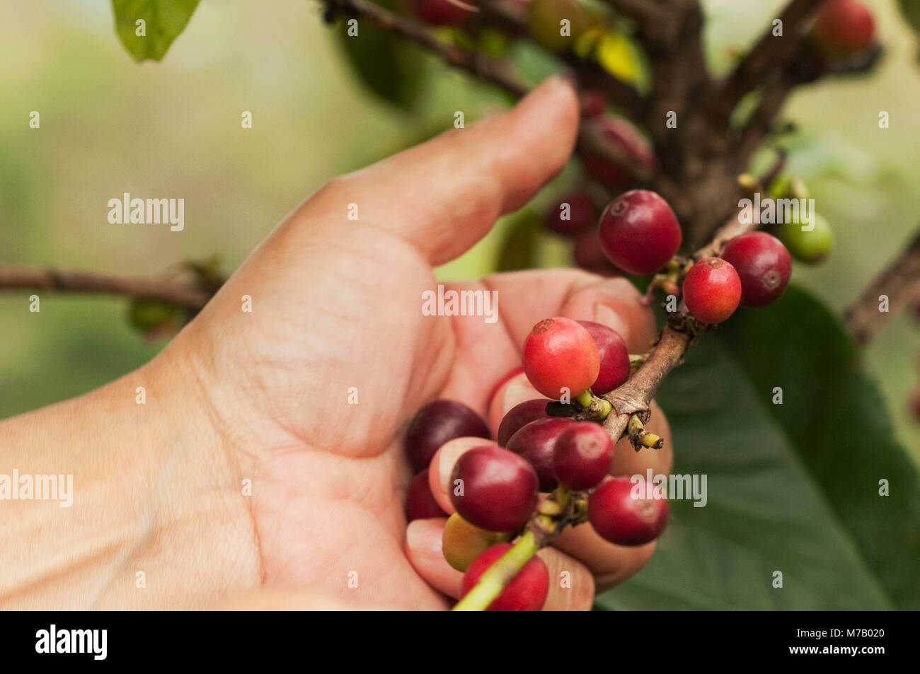 Farmer harvesting coffee beans Stock Photo Alamy